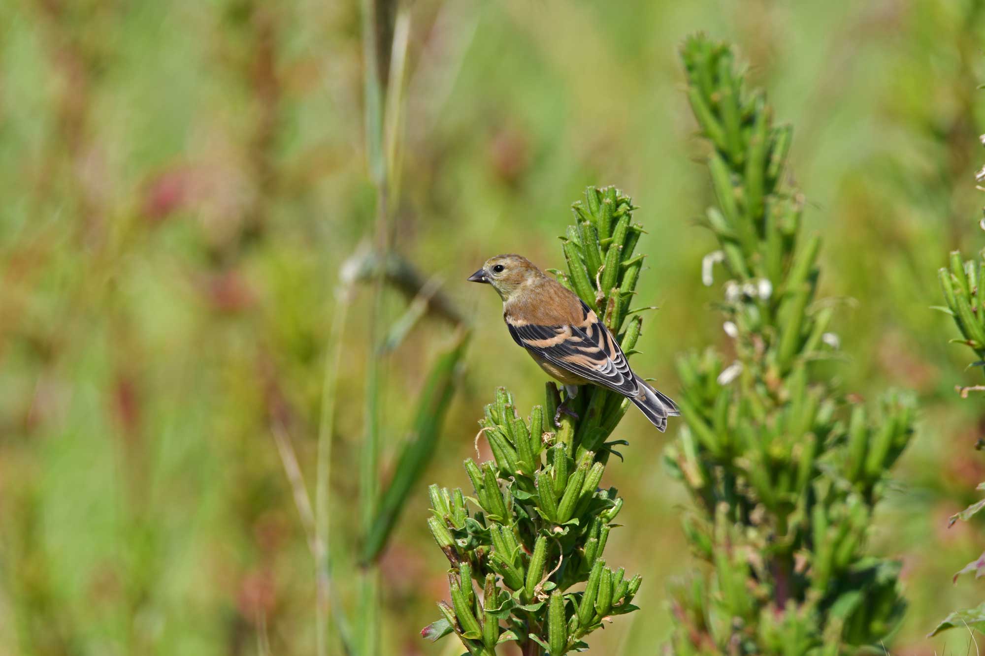 American goldfinch perched on vegetation.