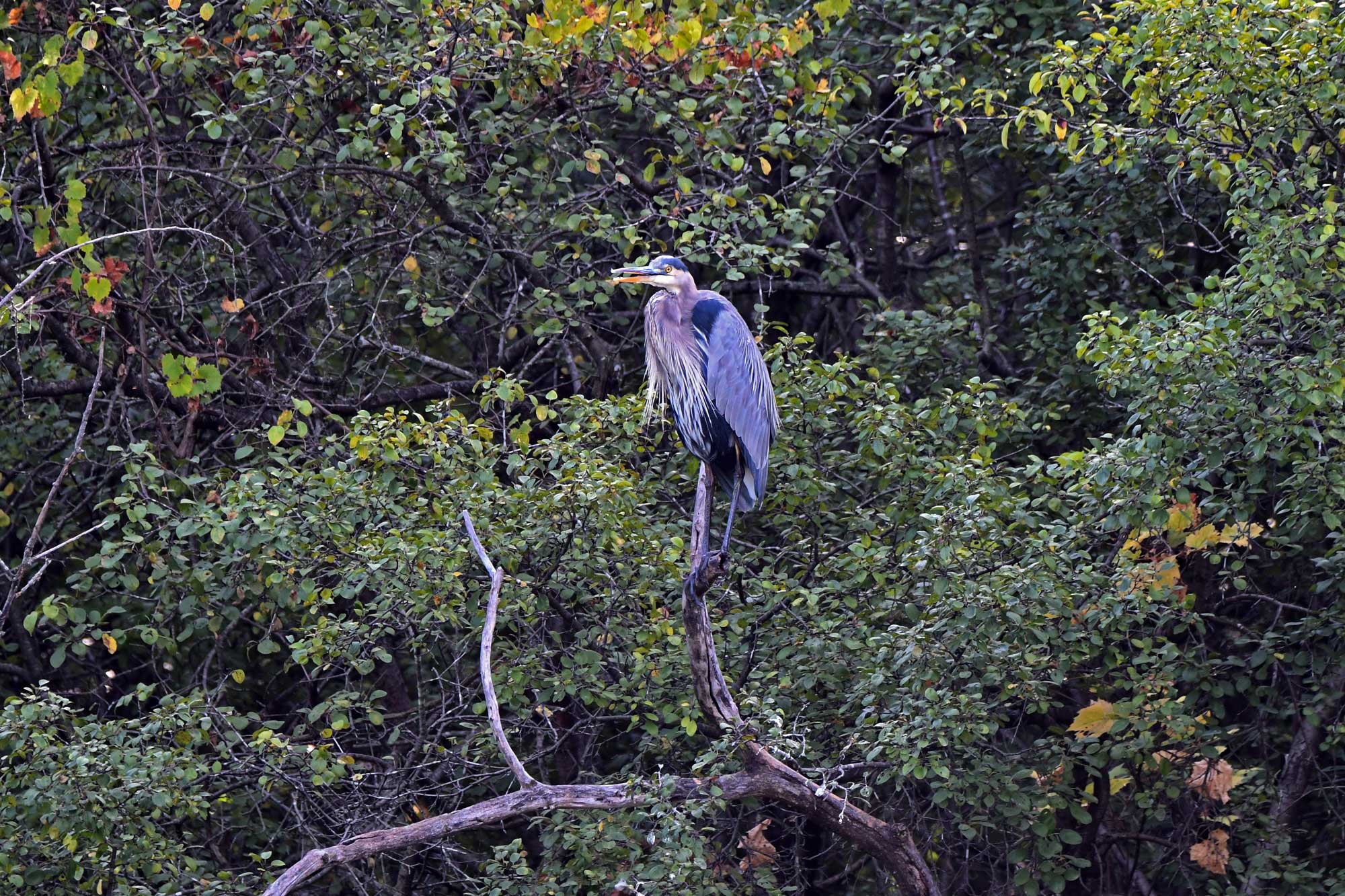 Great blue heron perched on a branch with trees in the background.