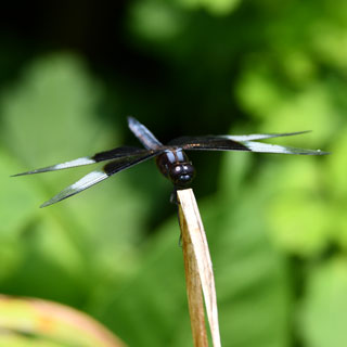 In the spotlight: Lockport Prairie Nature Preserve