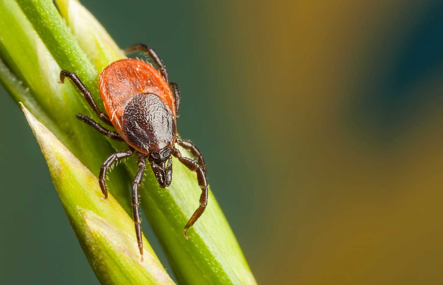 A detail of a tick, with dark head and brown body, on a green plant
