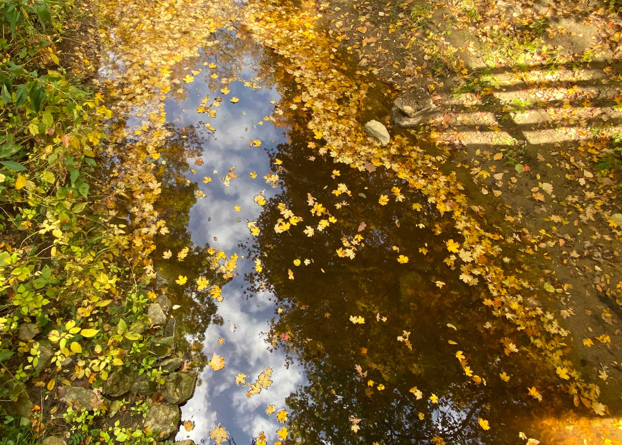 Water filled with fallen fall colored leaves.