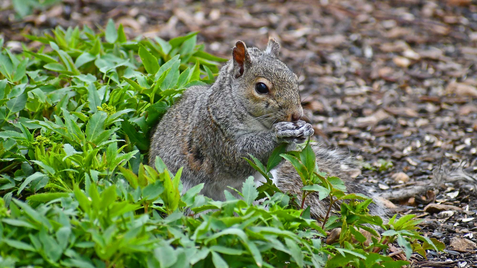 Eastern gray squirrel standing in vegetation and eating food.