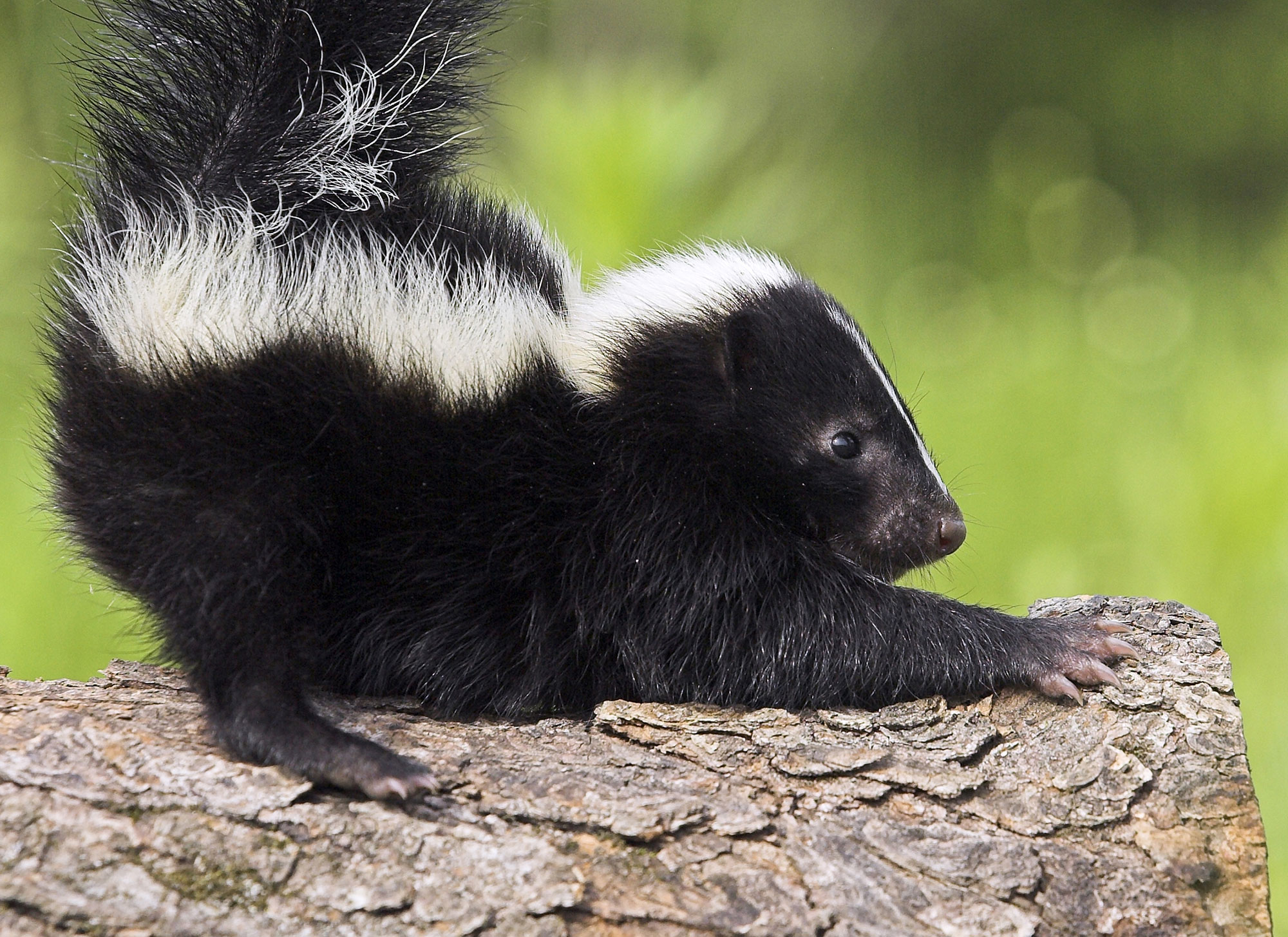 A skunk stretched out on a log with its tail up.