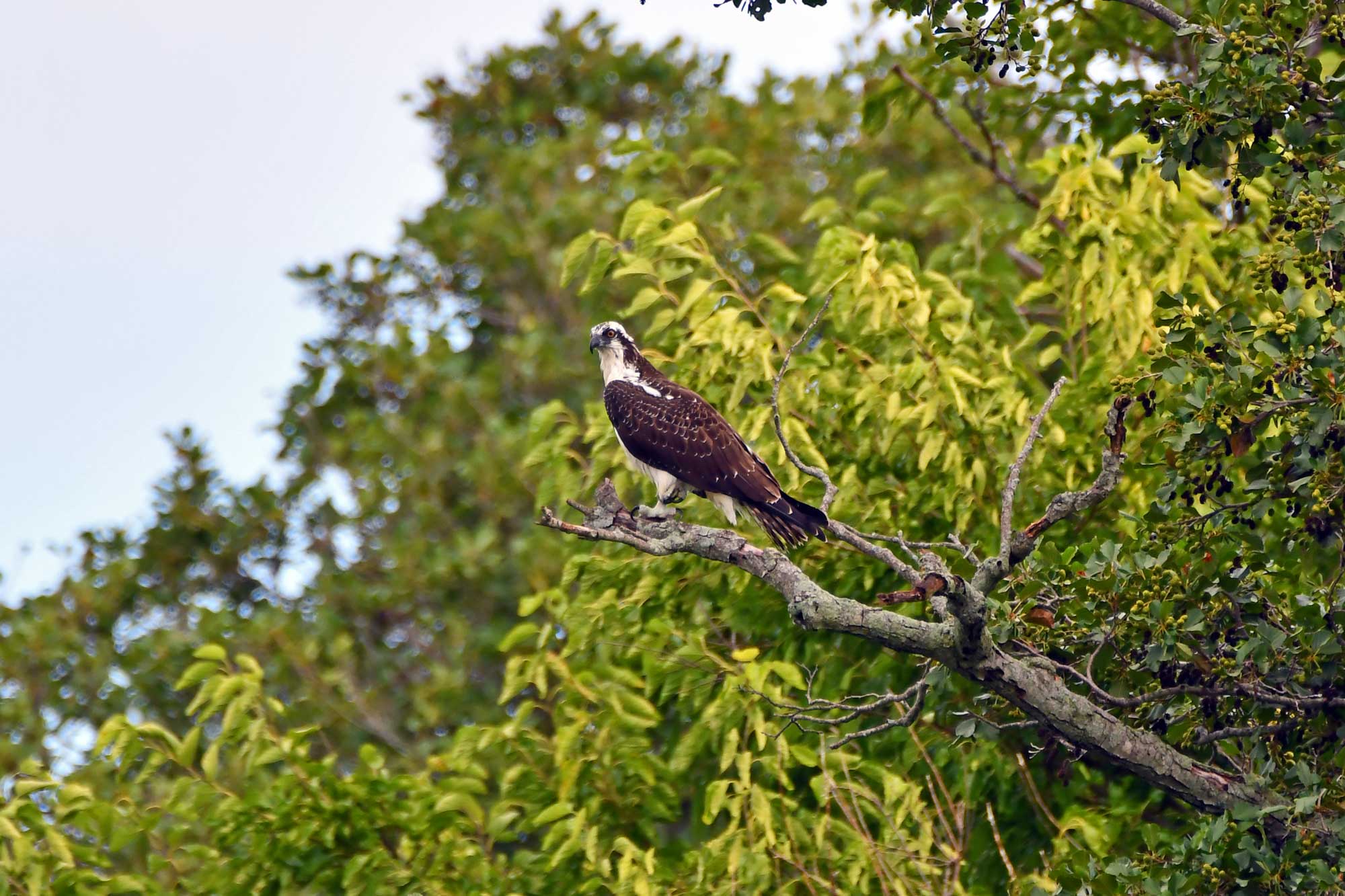 Osprey perched on a branch with leaves in the background.