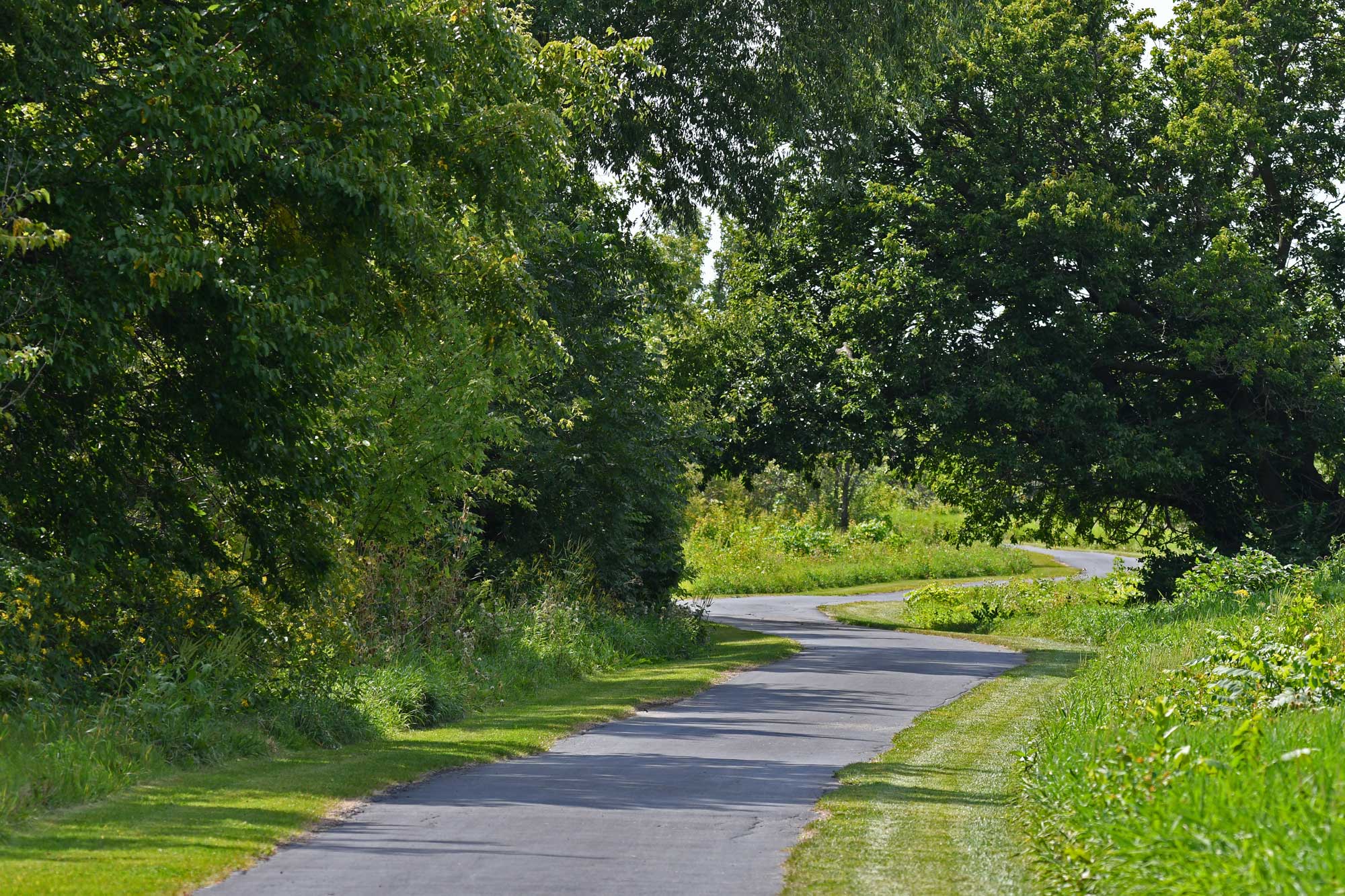 Paved trail lined by trees and grass.