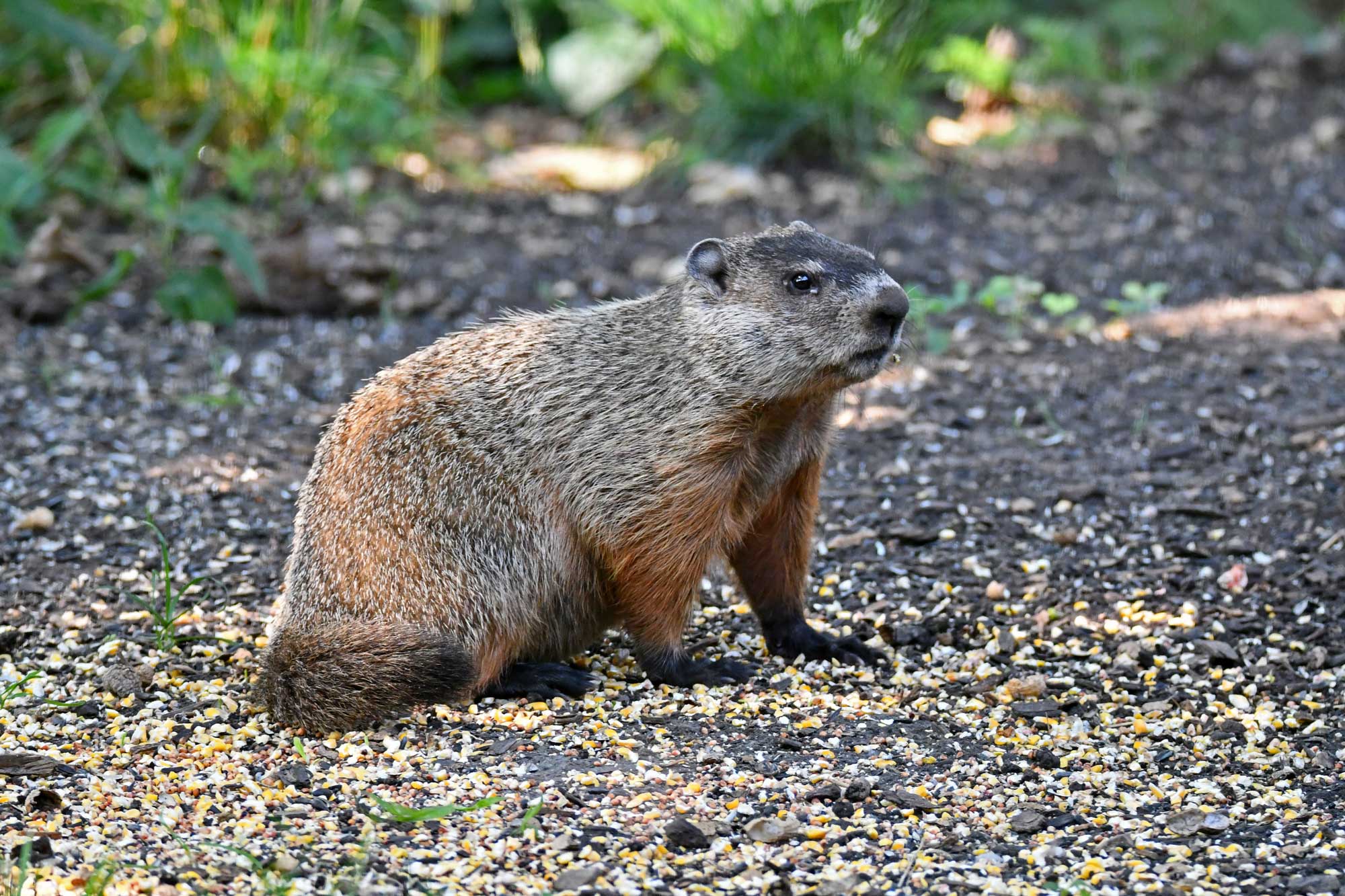 Groundhog sitting in mulch and dirt with vegetation in the background.