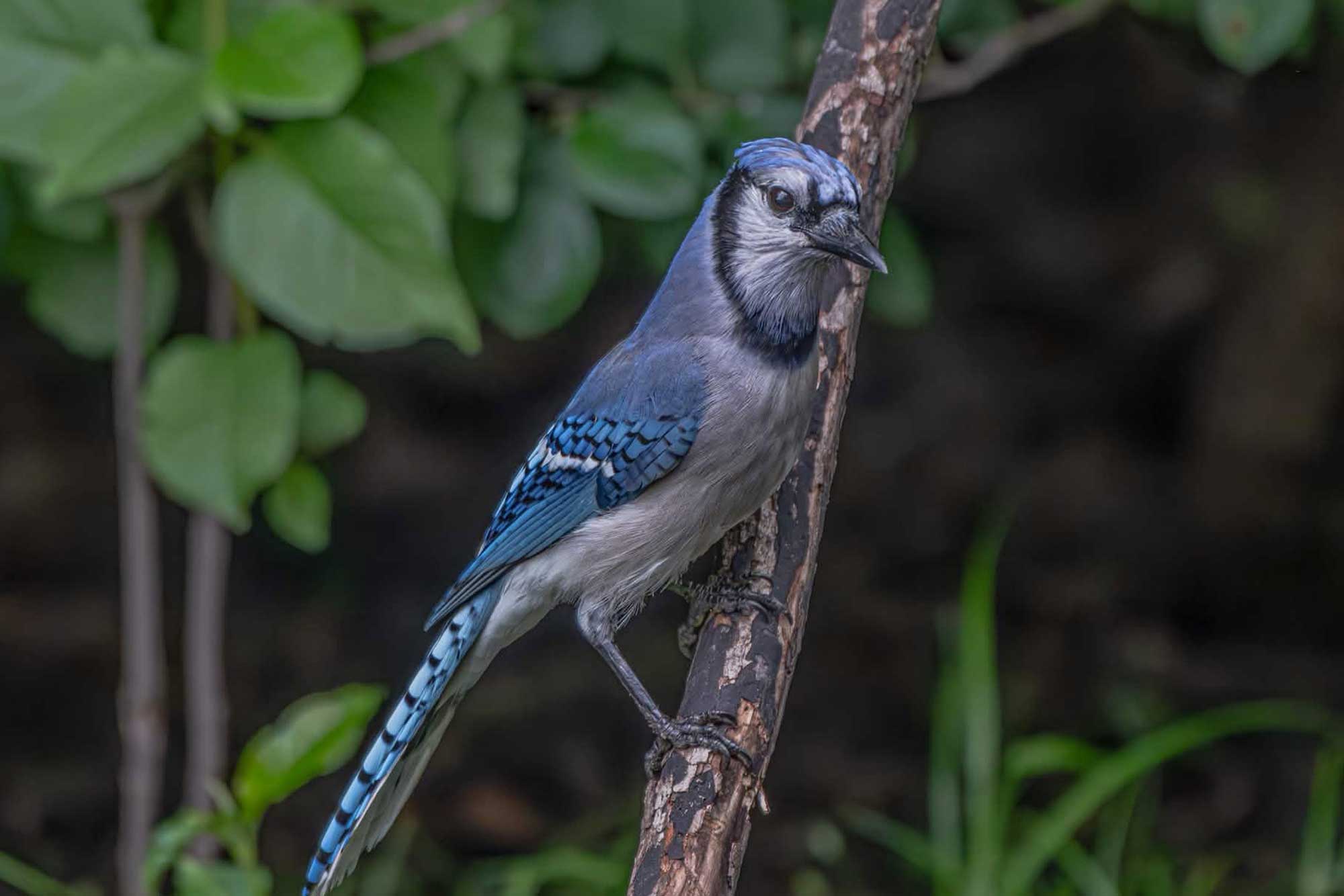 Blue jay perched on a branch with leaves in the background.