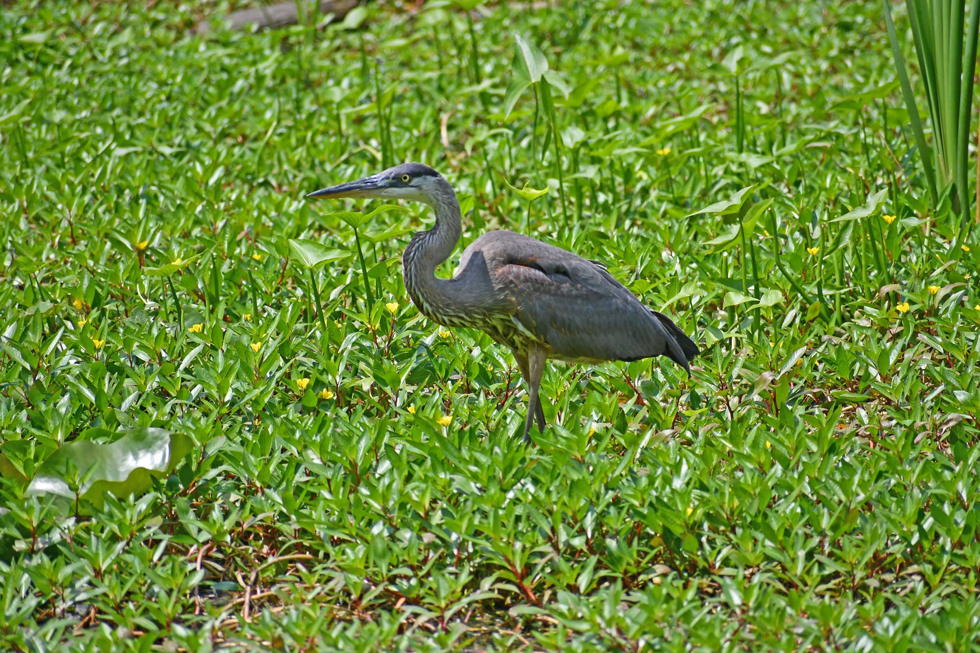 Great blue heron standing in vegetation.