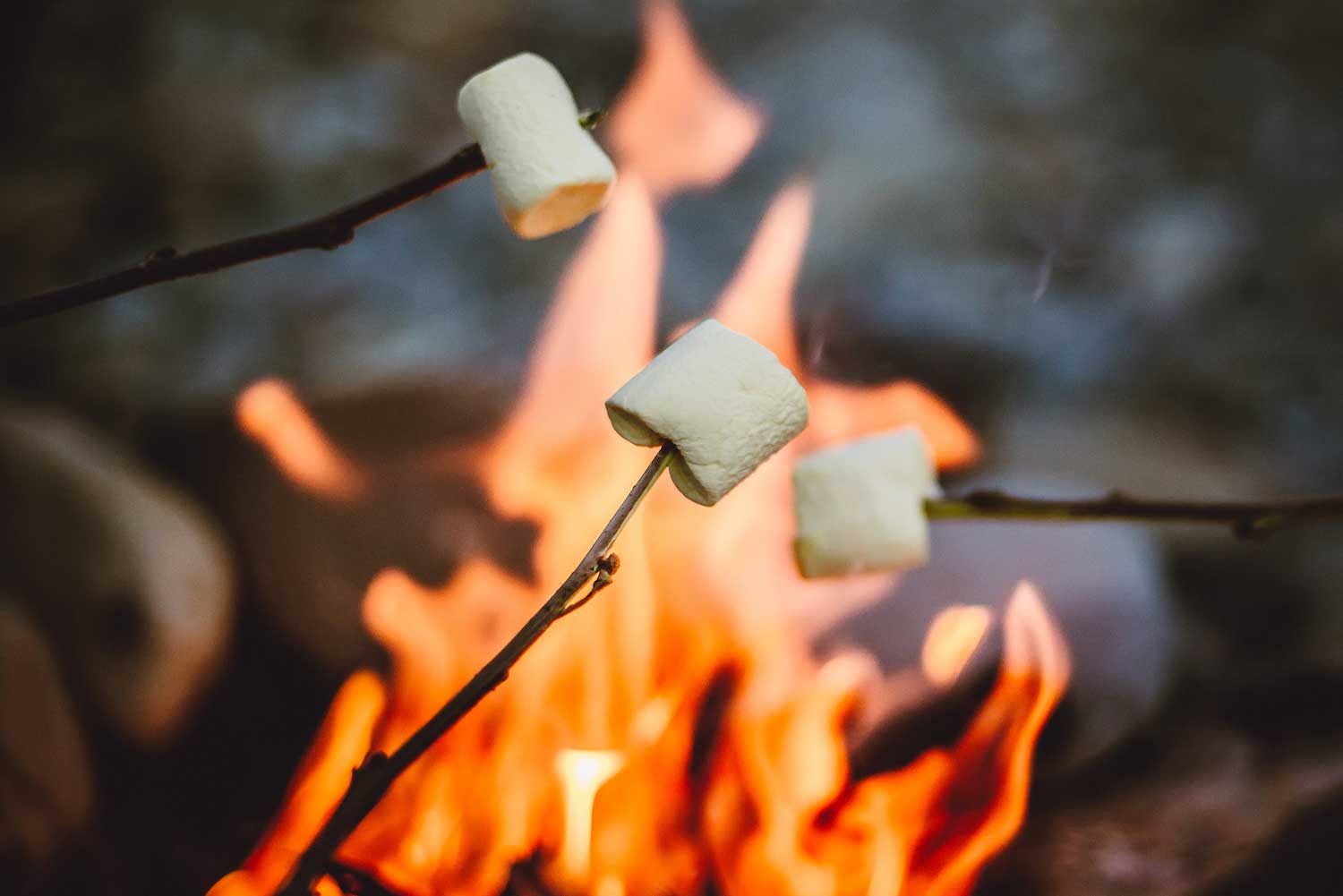 Marshmallow on sticks over an open fire.