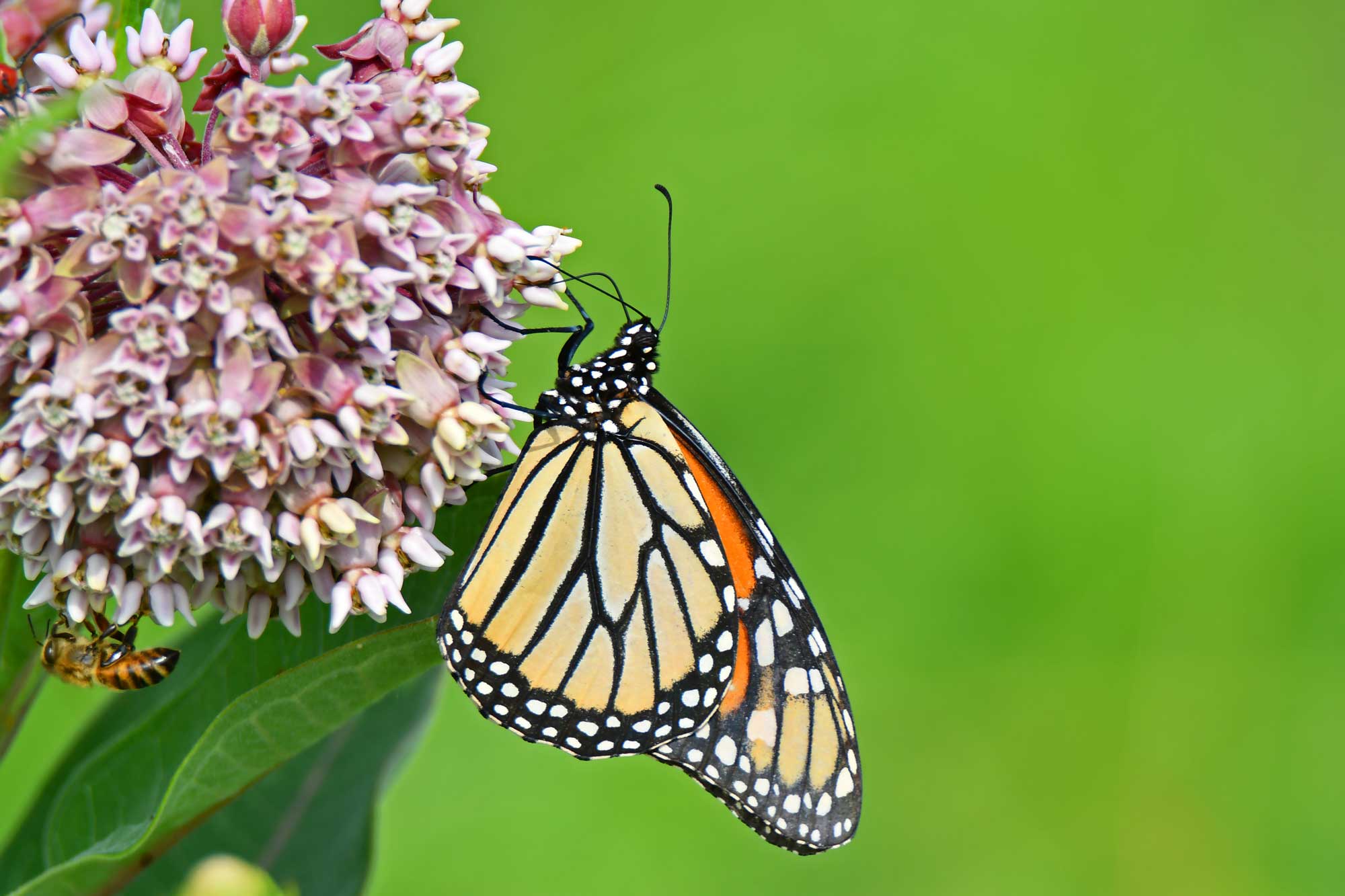 Monarch butterfly landed on common milkweed.