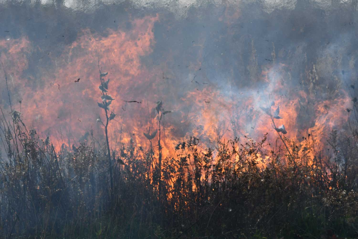 Land being burned during a prescribed burn.