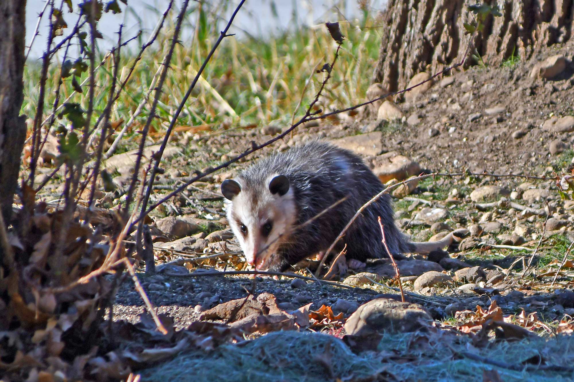 Opossum standing in grass with trees in the background.
