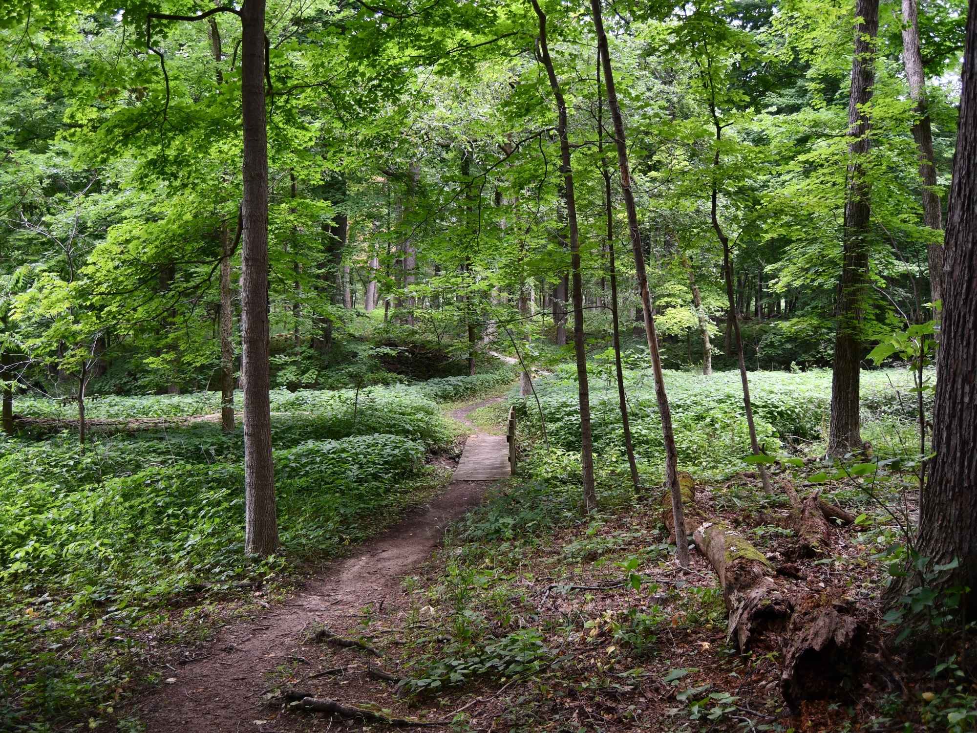 A narrow dirt trail winds through a lush green forest and crosses a small wooden footbridge.