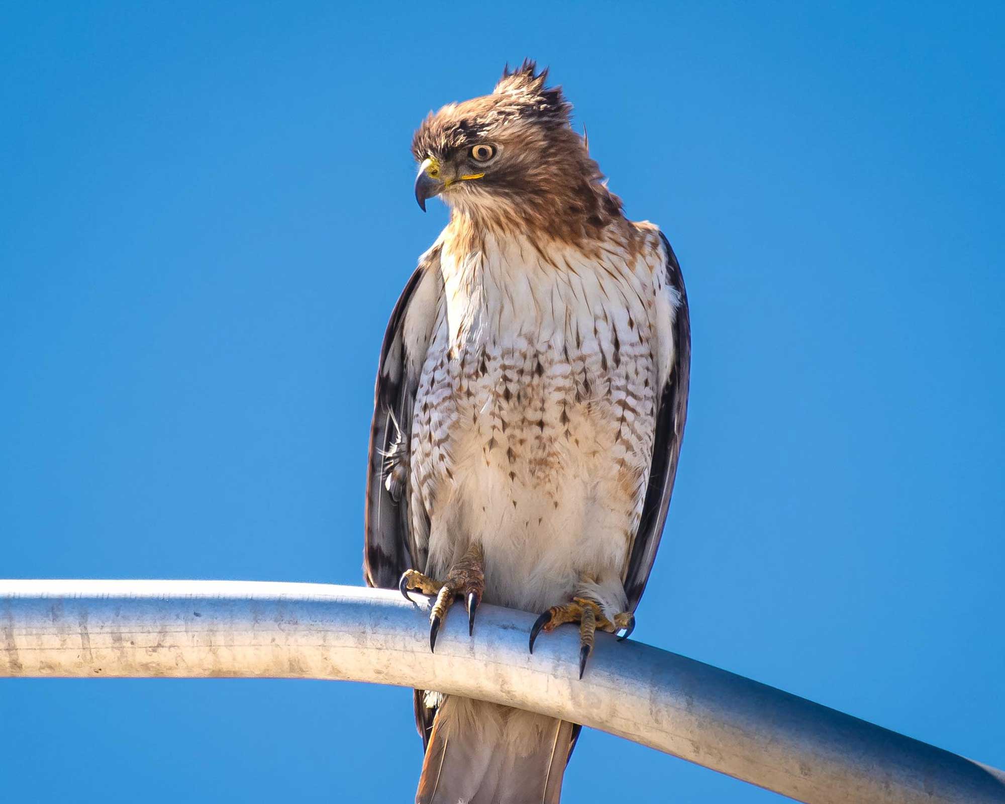 Red-tailed hawk perched on a metal post with the sky in the background.