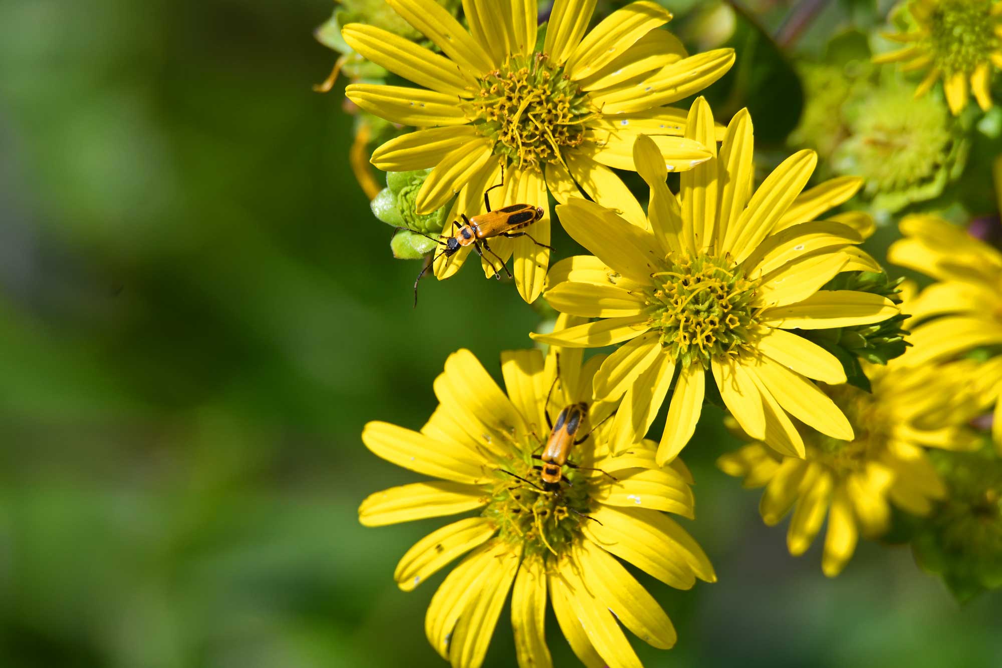 Goldenrod soldier beetles crawling over prairie rosinweed wildflowers.