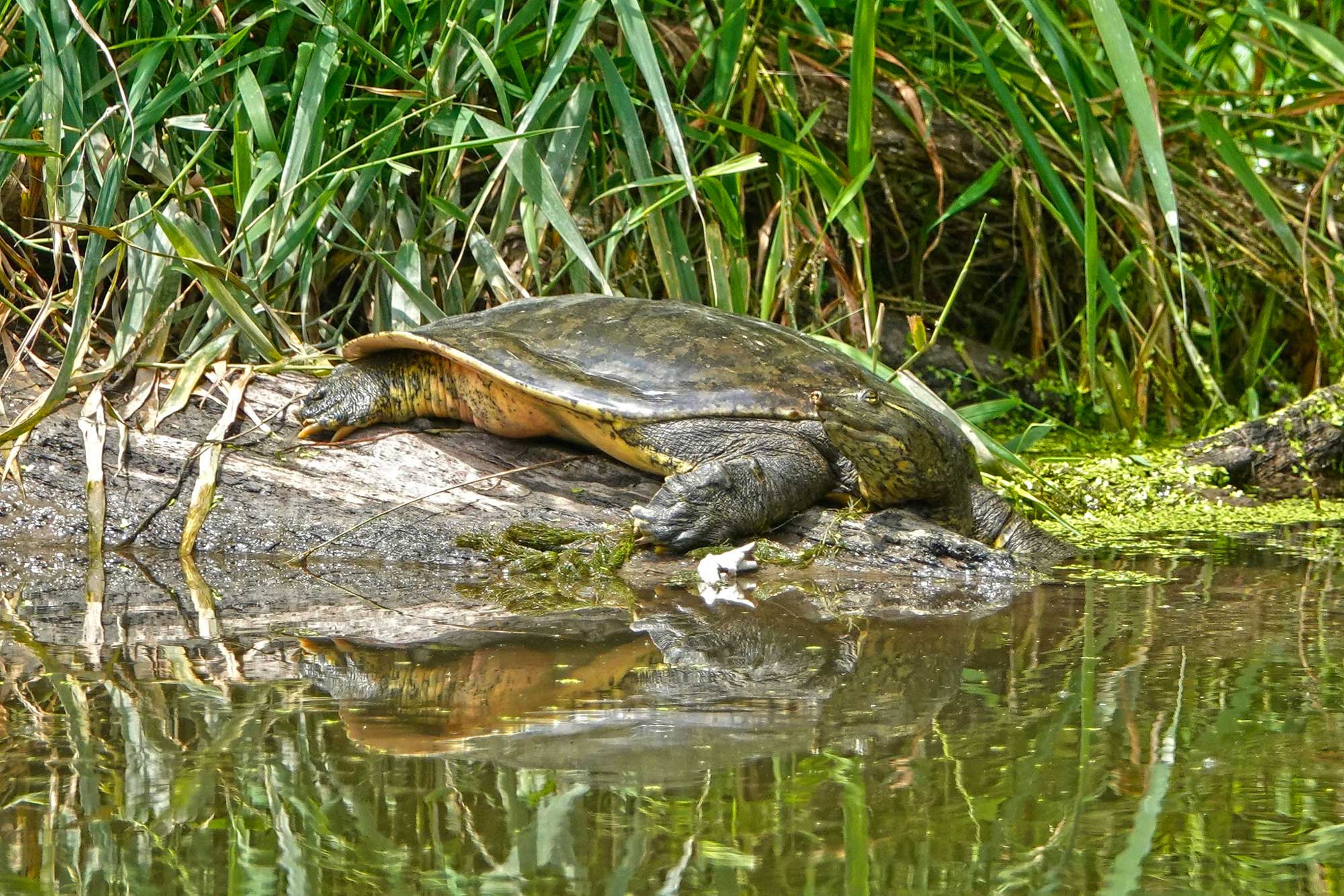 Softshell turtle resting on a fallen tree in the water with vegetation in the background.