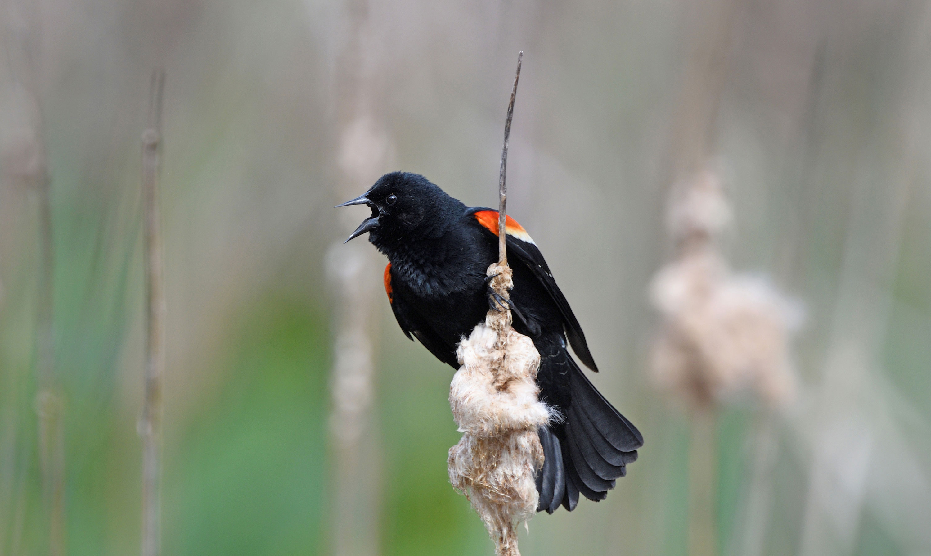 Red-winged blackbird.