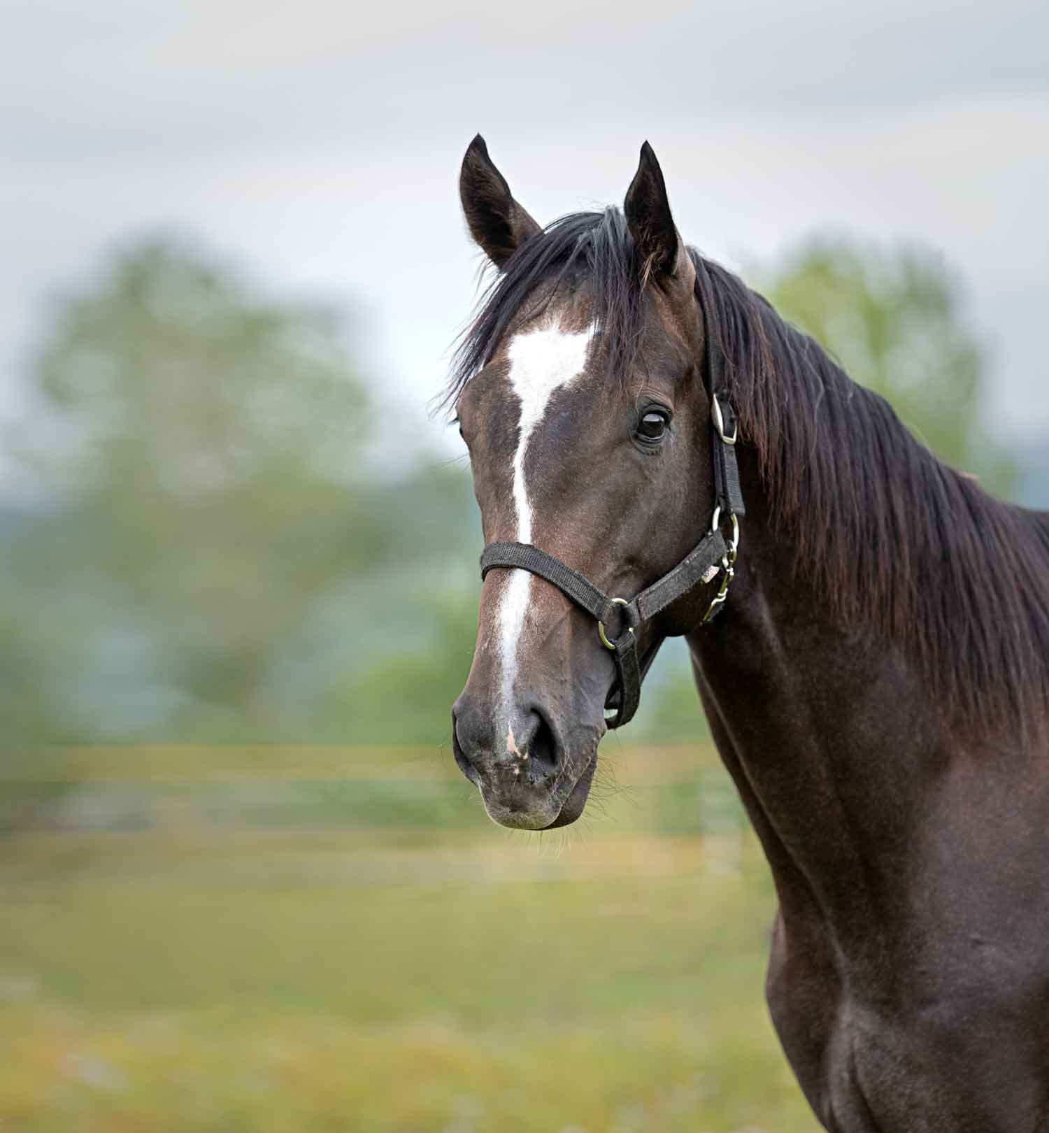 a horse standing in a field