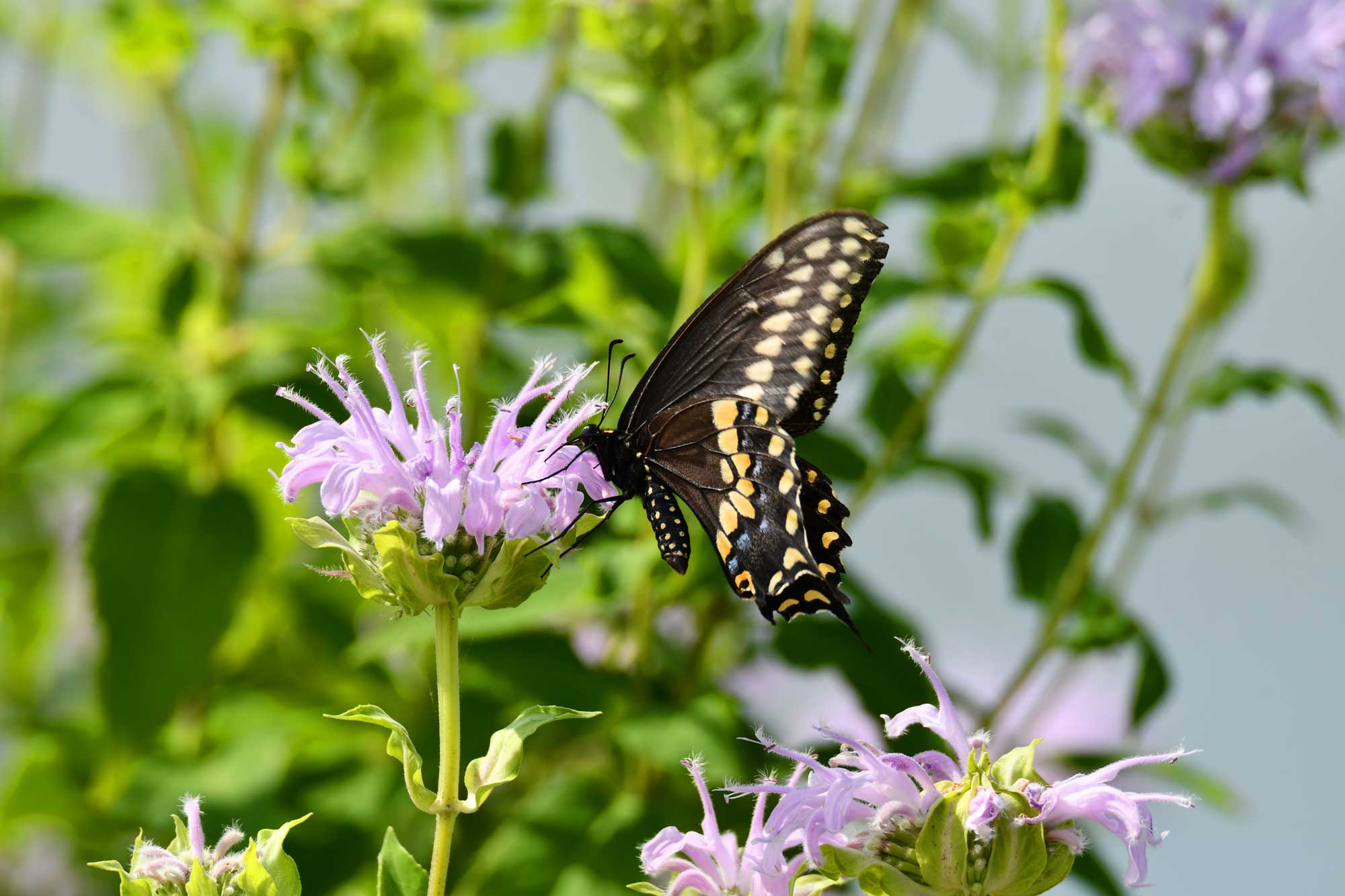 Black swallowtail butterfly landed on wild bergamot wildflower.