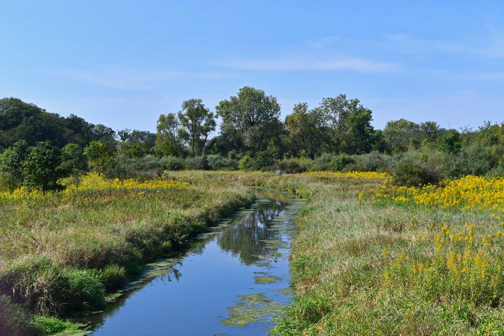 Creek surrounded by grasses and vegetation with trees in the background.