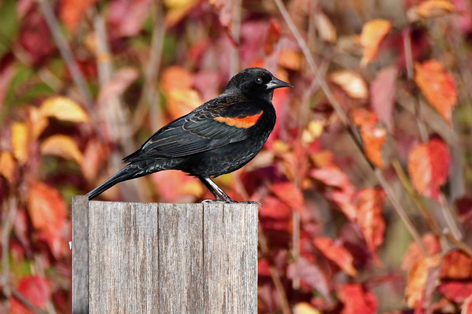 Red-winged blackbird standing on a wooden post with fall colored leaves in the background.