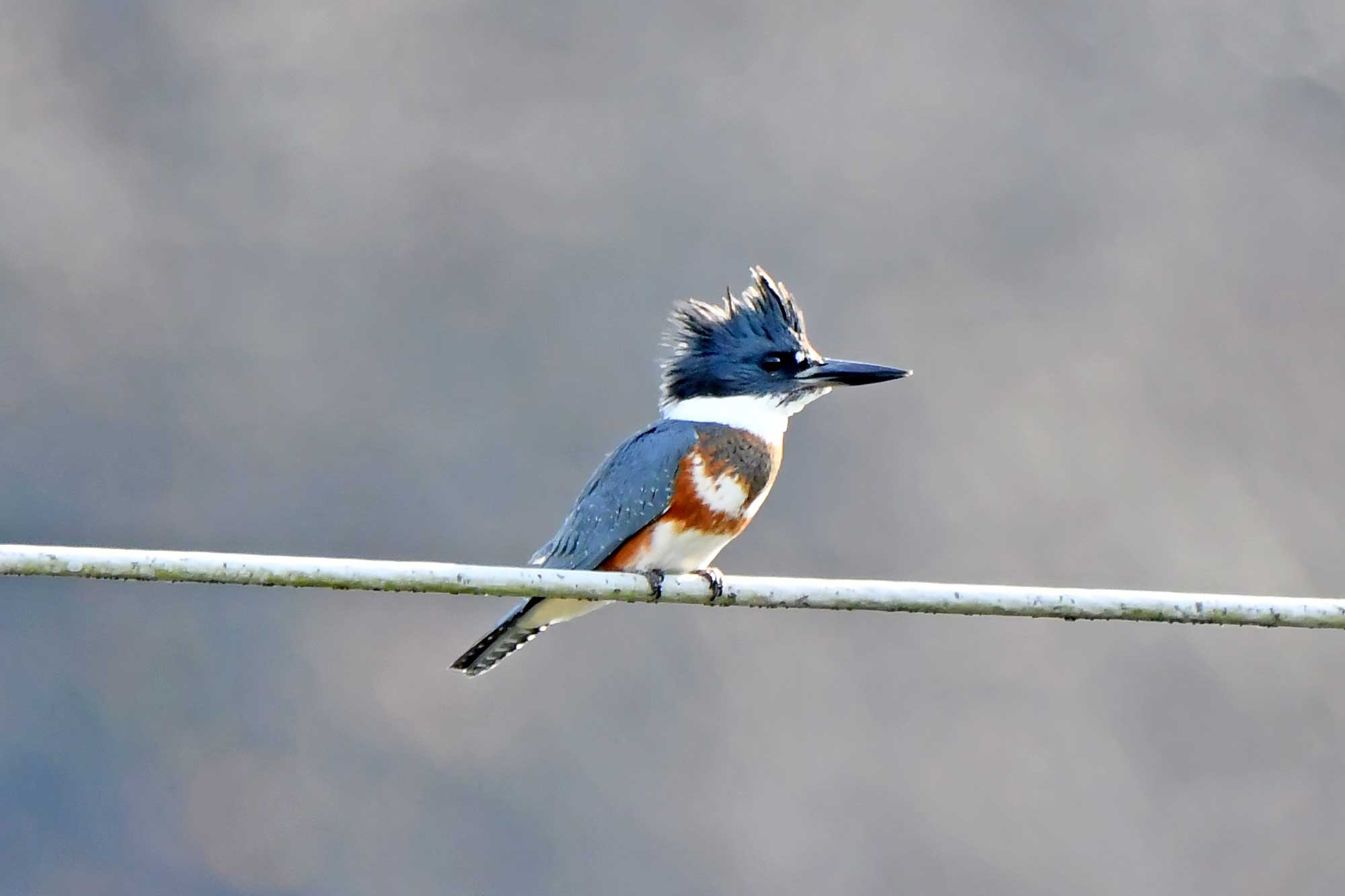 Belted kingfisher perched on a cable.