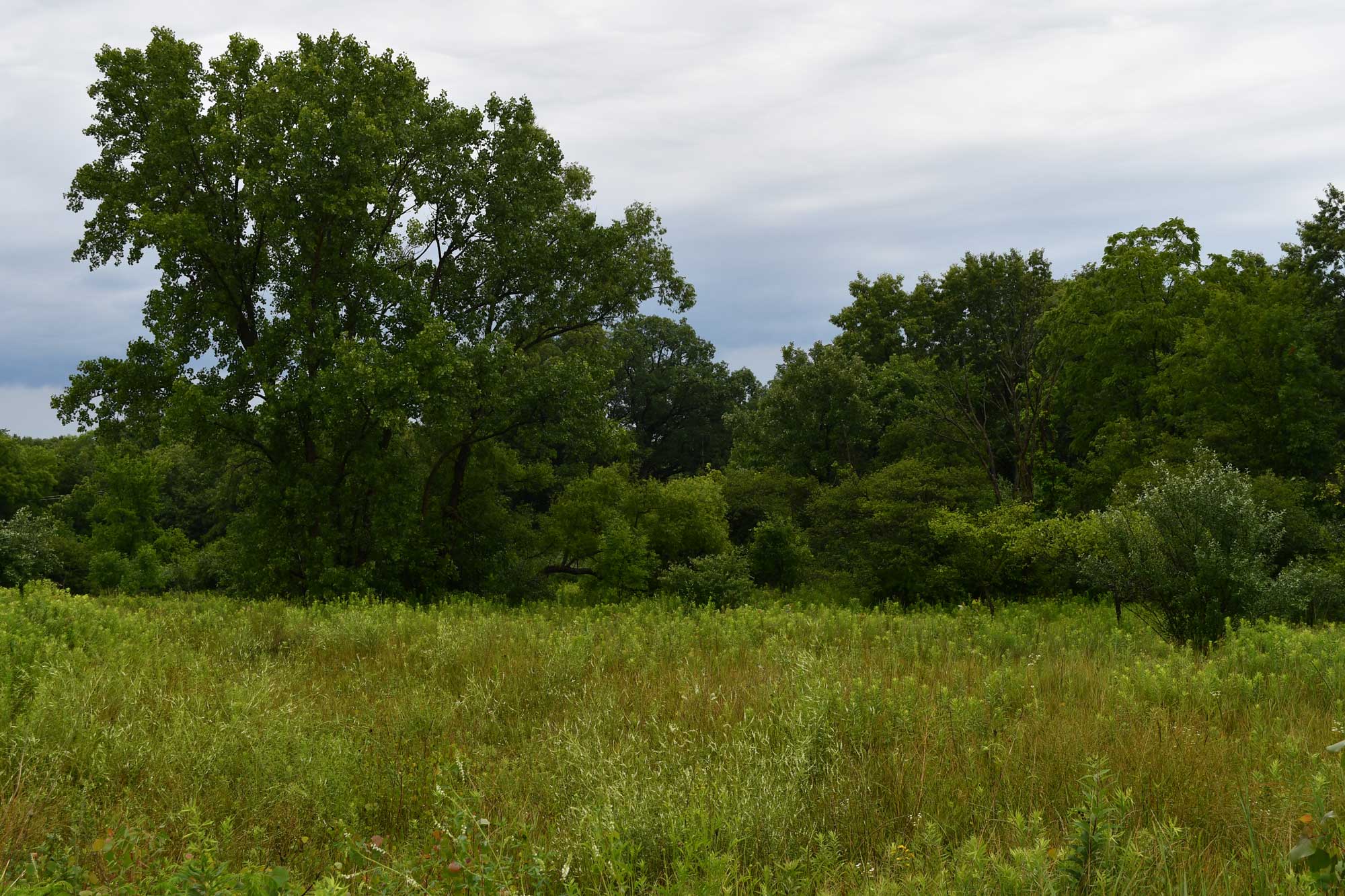 Field of vegetation with trees in the background.