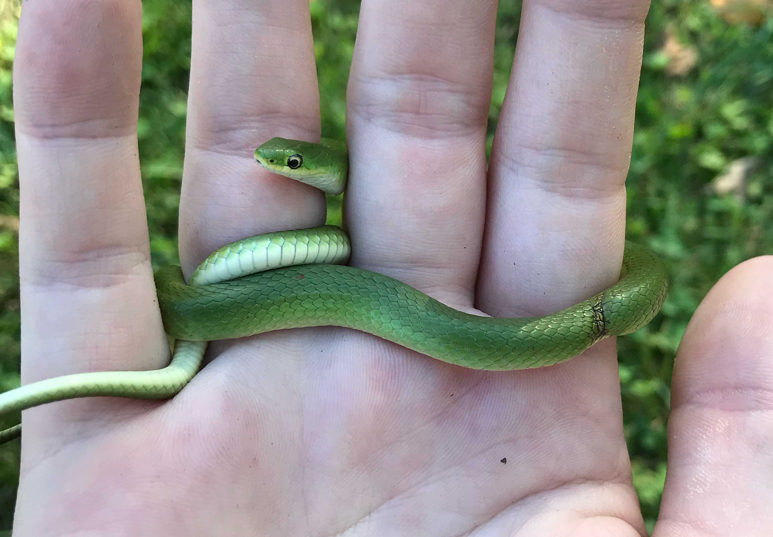 A greensnake slithers in a person's hand.