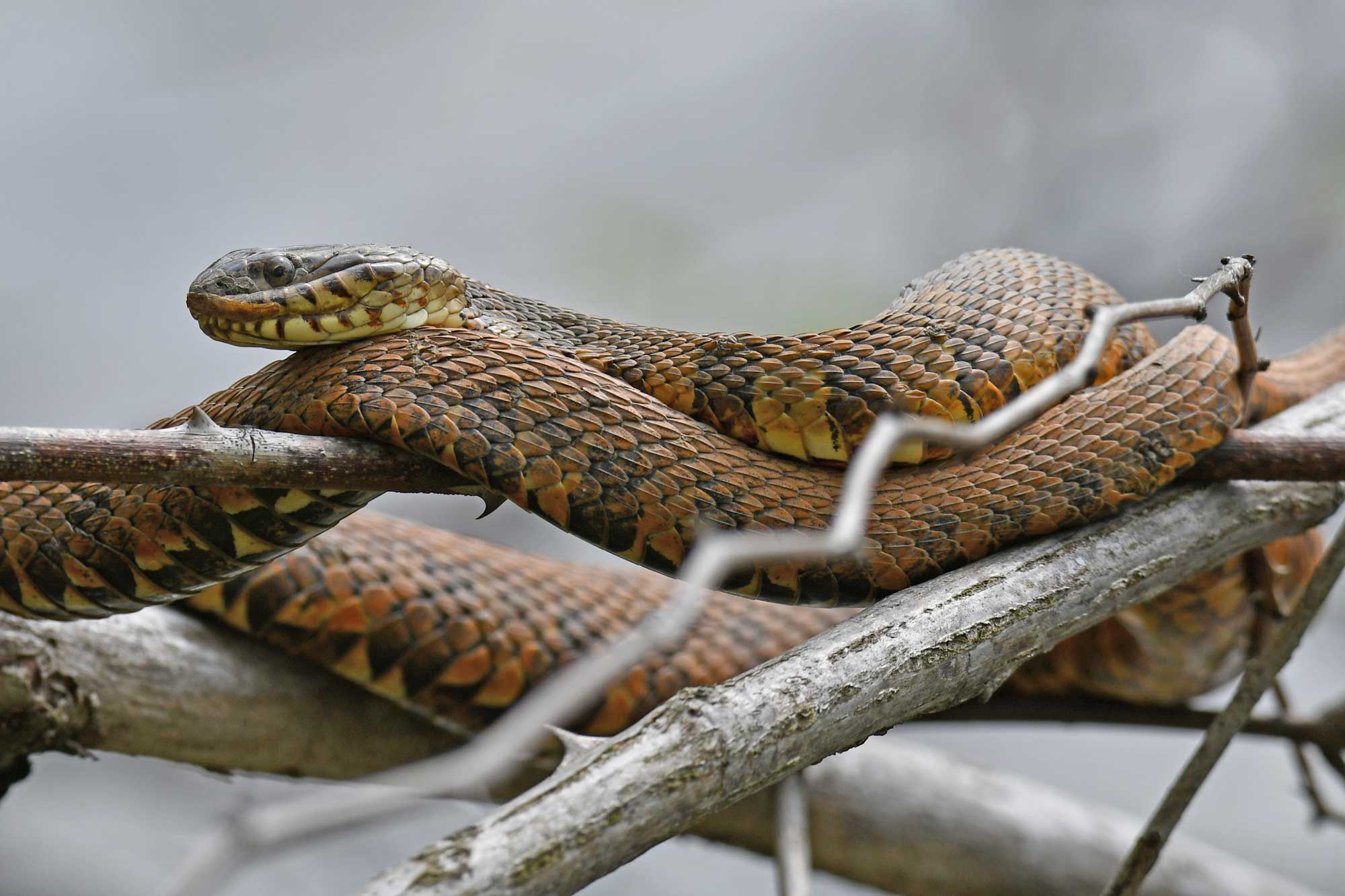 Northern water snake resting on branches.