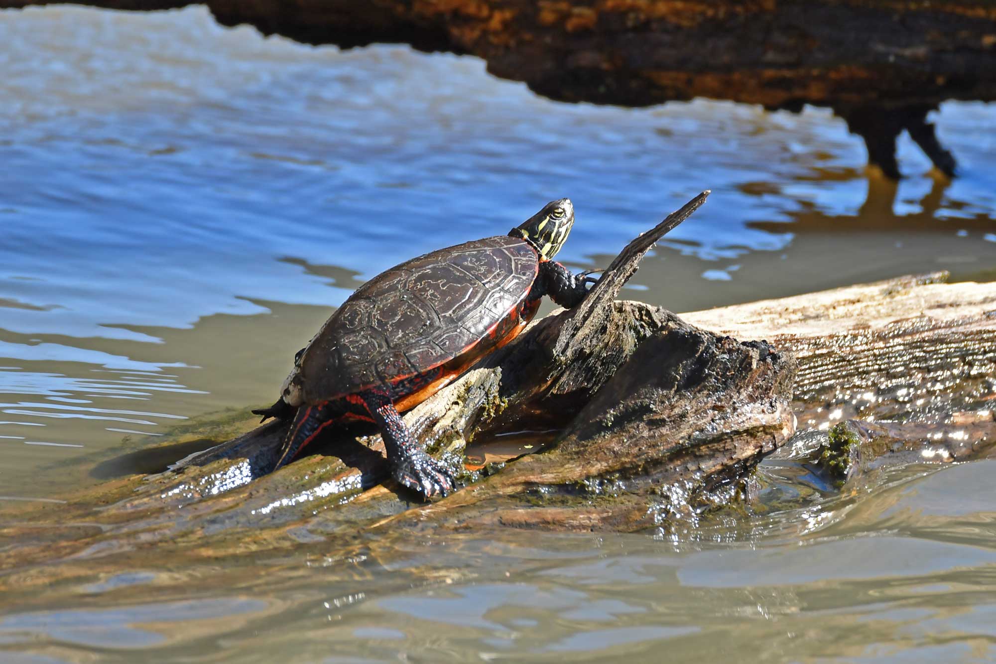 Painted turtle resting on a fallen tree in the water.