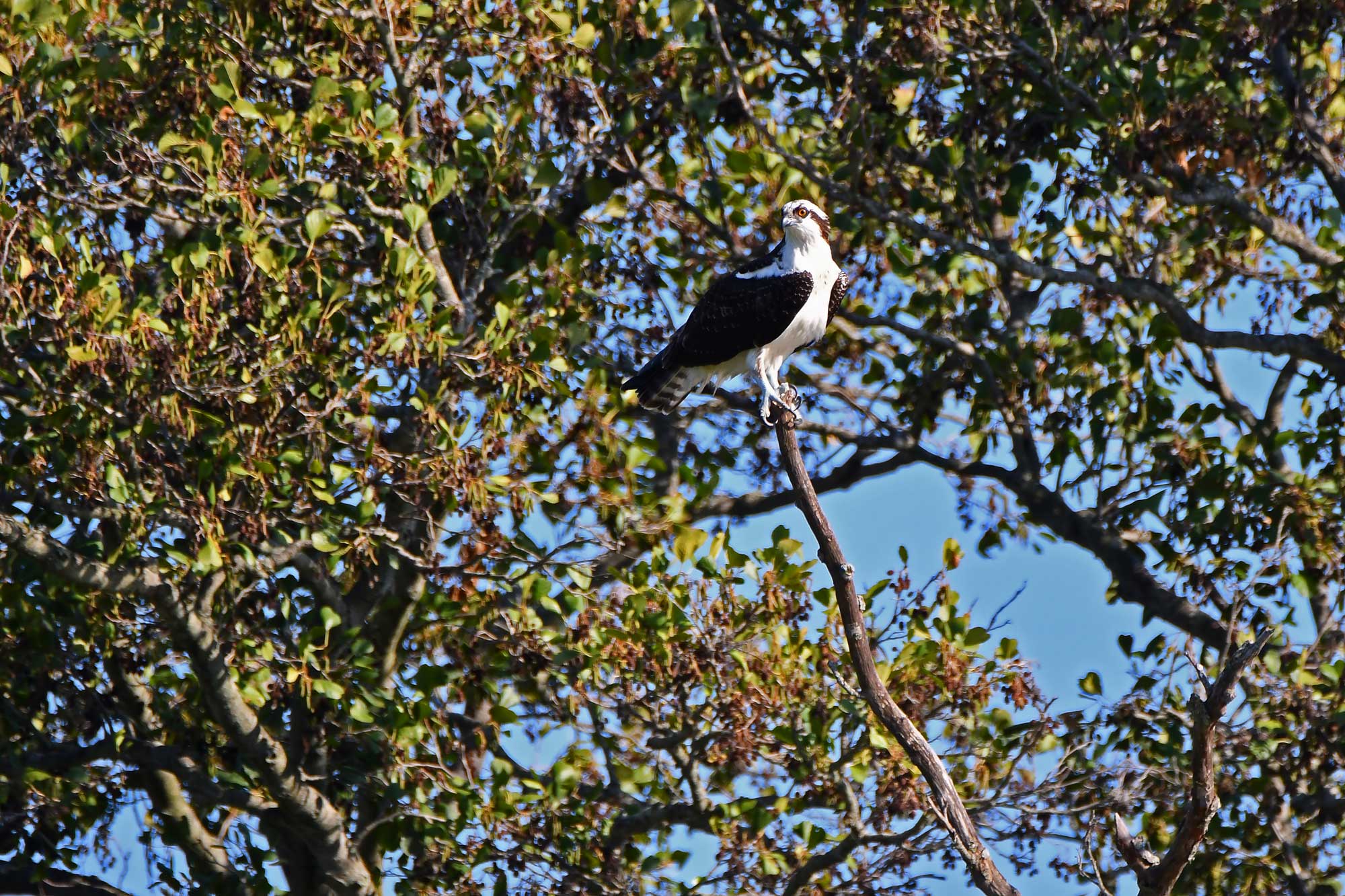Osprey perched on a branch with leaves in the background.