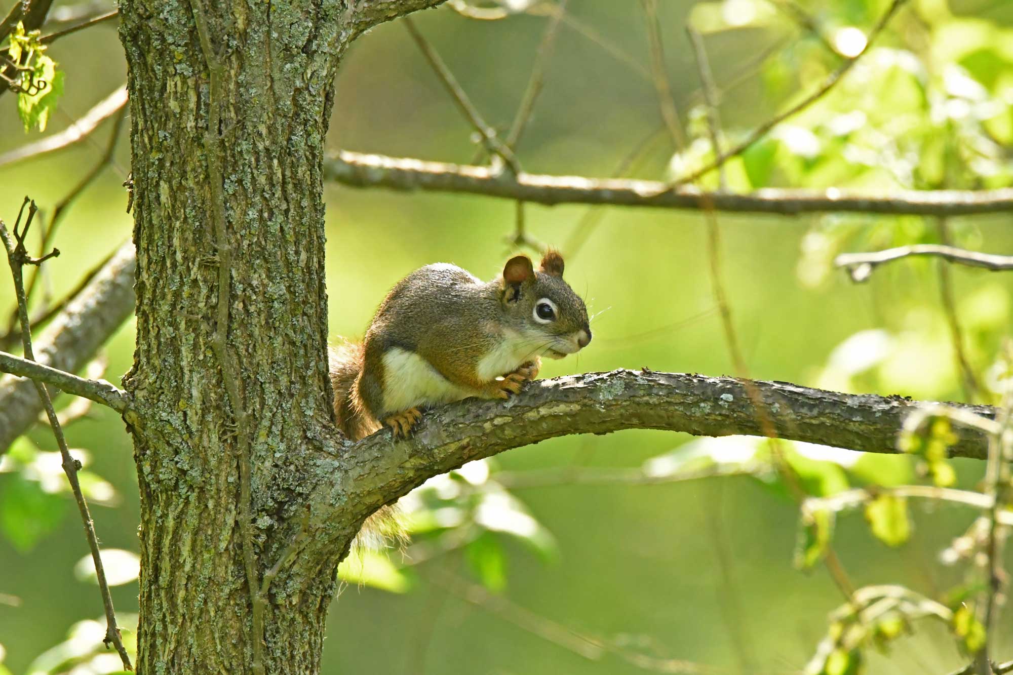 American red squirrel resting on a branch with leaves and branches in the background.