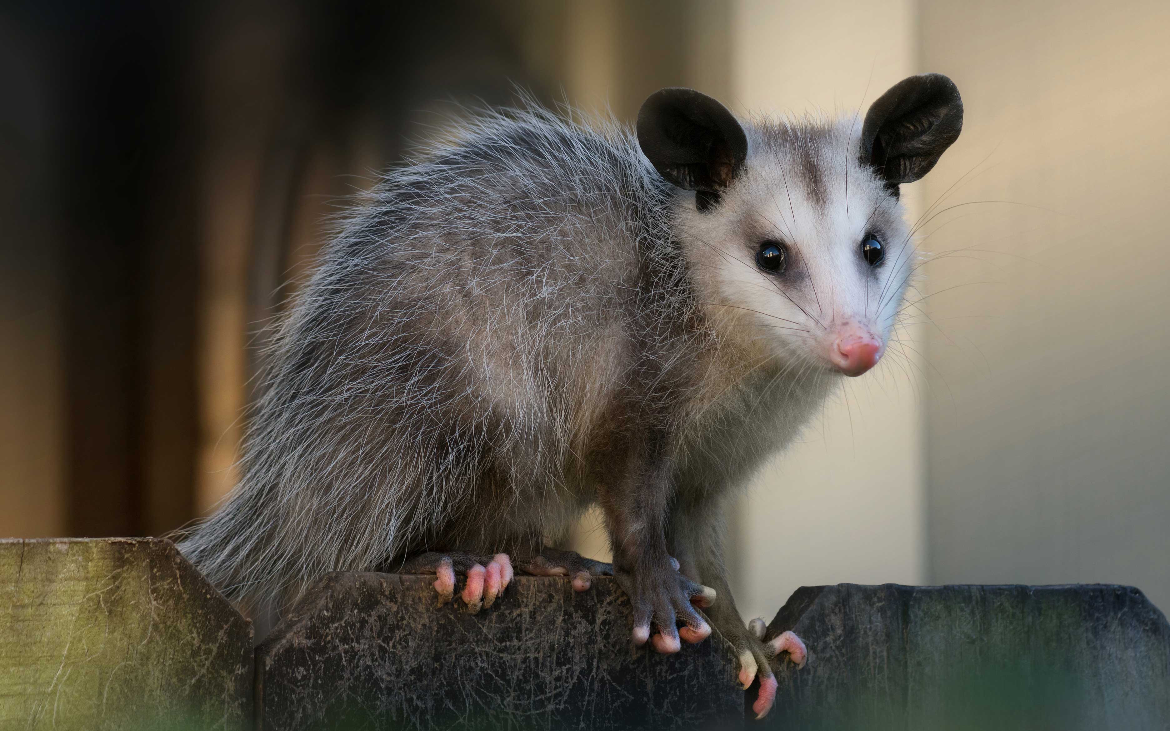 An opossum sitting on a fence post.