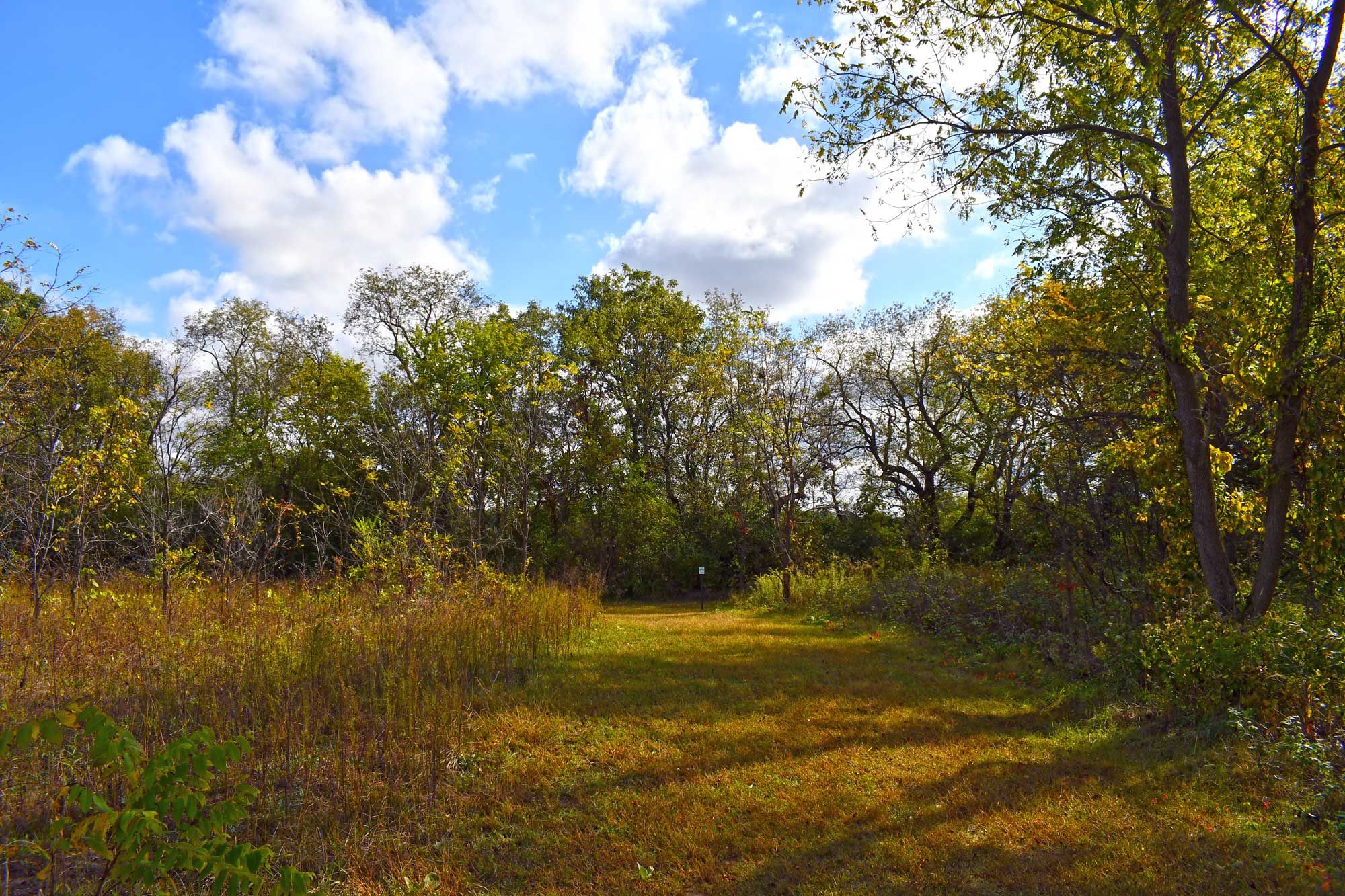 Grass trail lined by vegetation with trees in the background.
