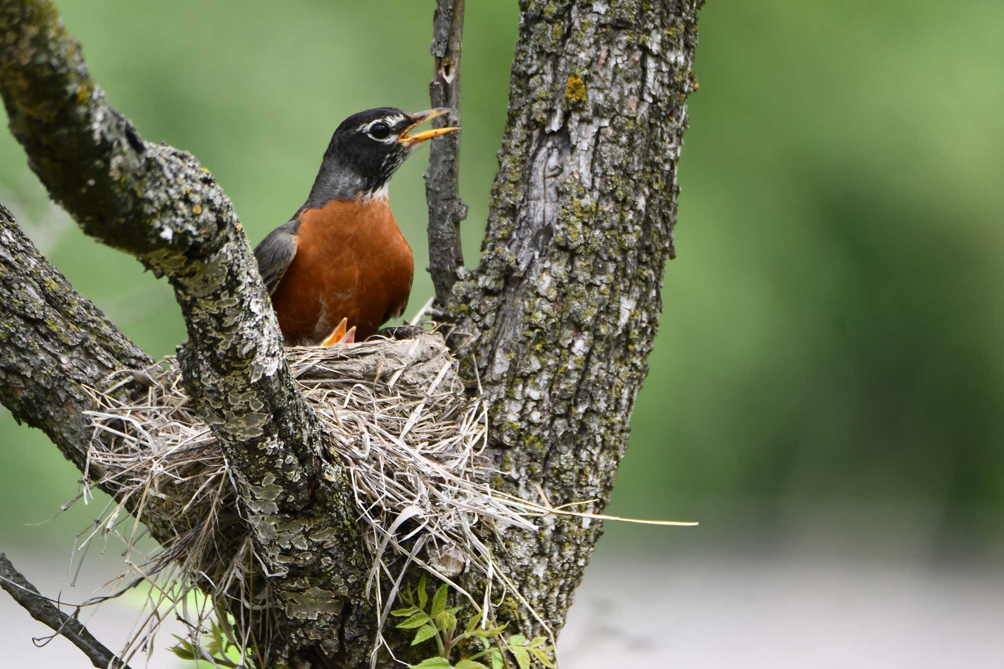 American robin sitting in its nest in between branches.