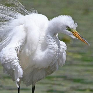 The graceful great egret