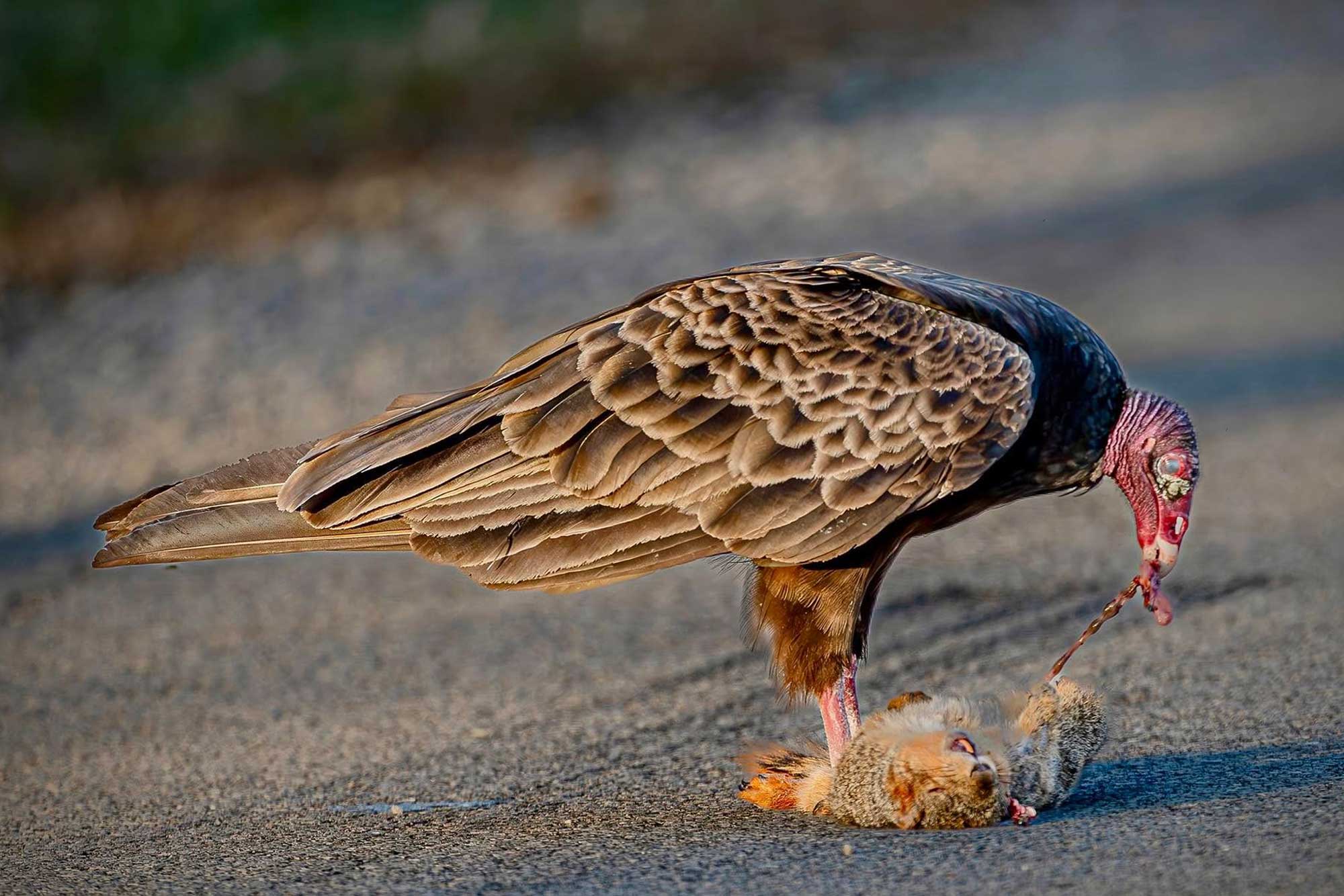 Creature feature: Turkey vultures do nature's dirty work | Forest