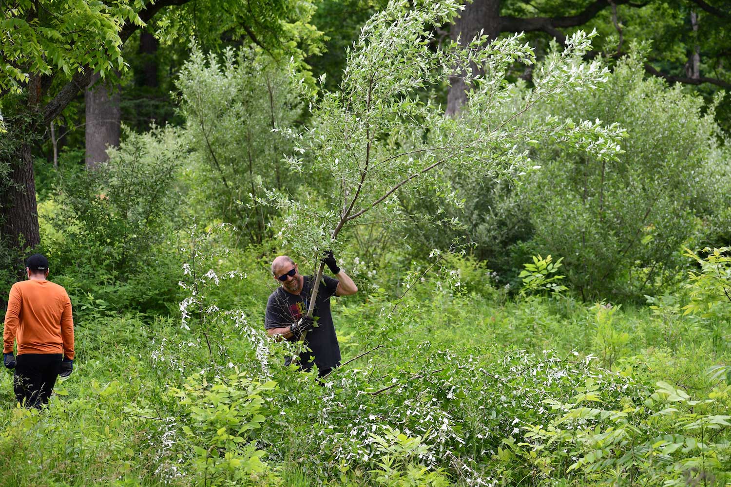 A person holding a large tree branch while walking through an area of tall vegetation. Another person is walking in the opposite direction in the background.