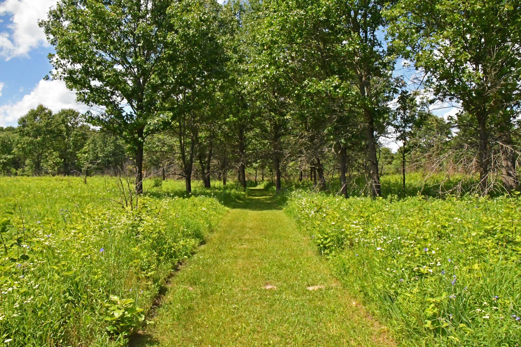 Grass trail lined by trees.