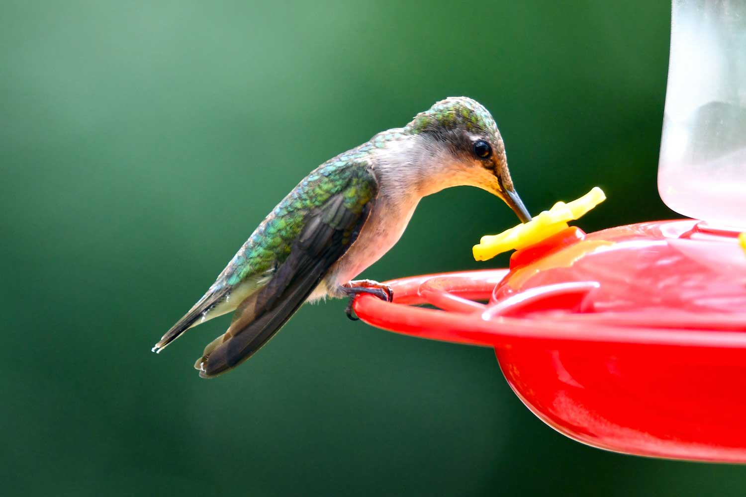 A hummingbird perched on a red feeder sipping nectar.