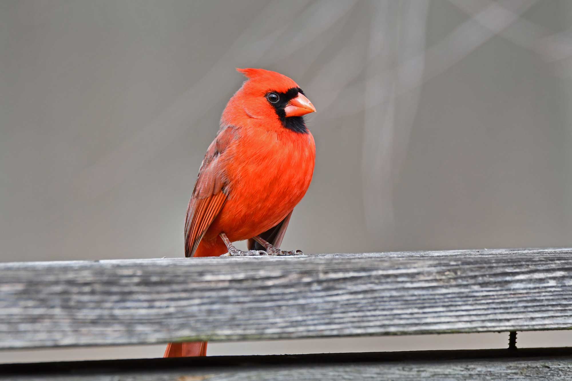 Northern cardinal perched on a wooden fence.