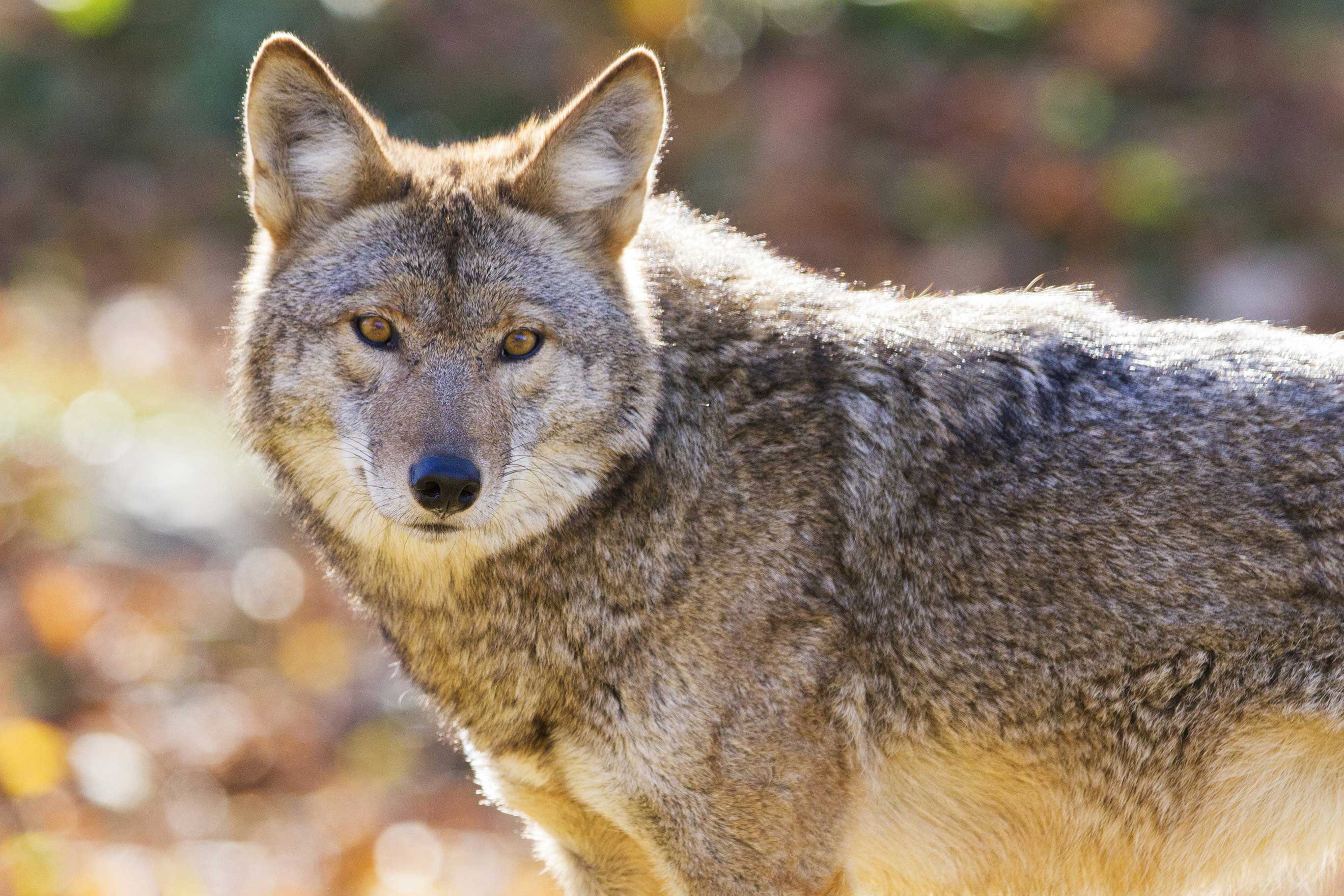 Close-up of a coyote.