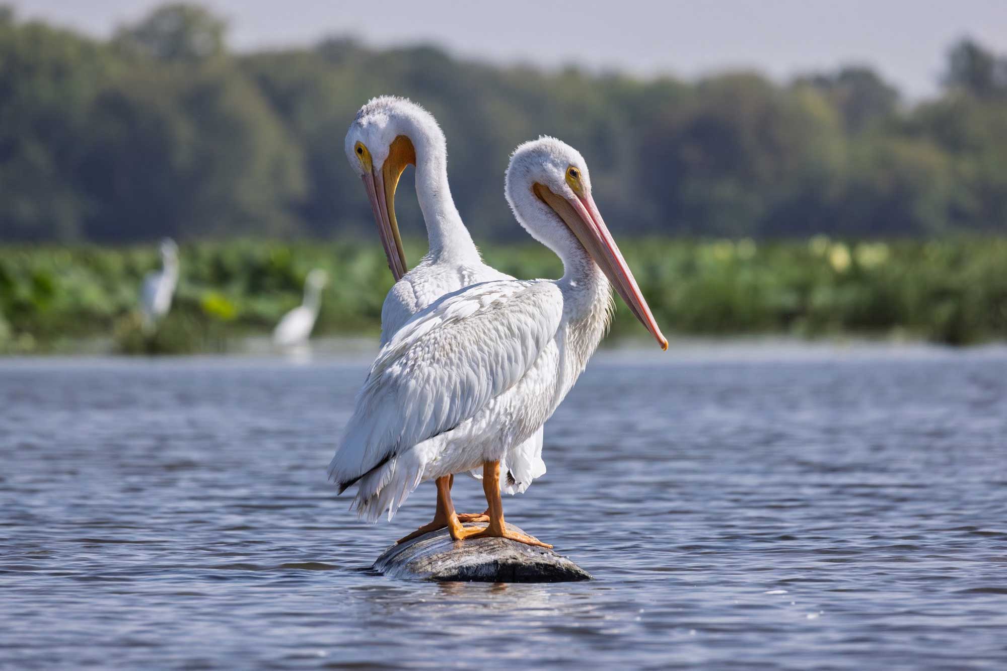 Two white pelicans standing on a log in the water. 