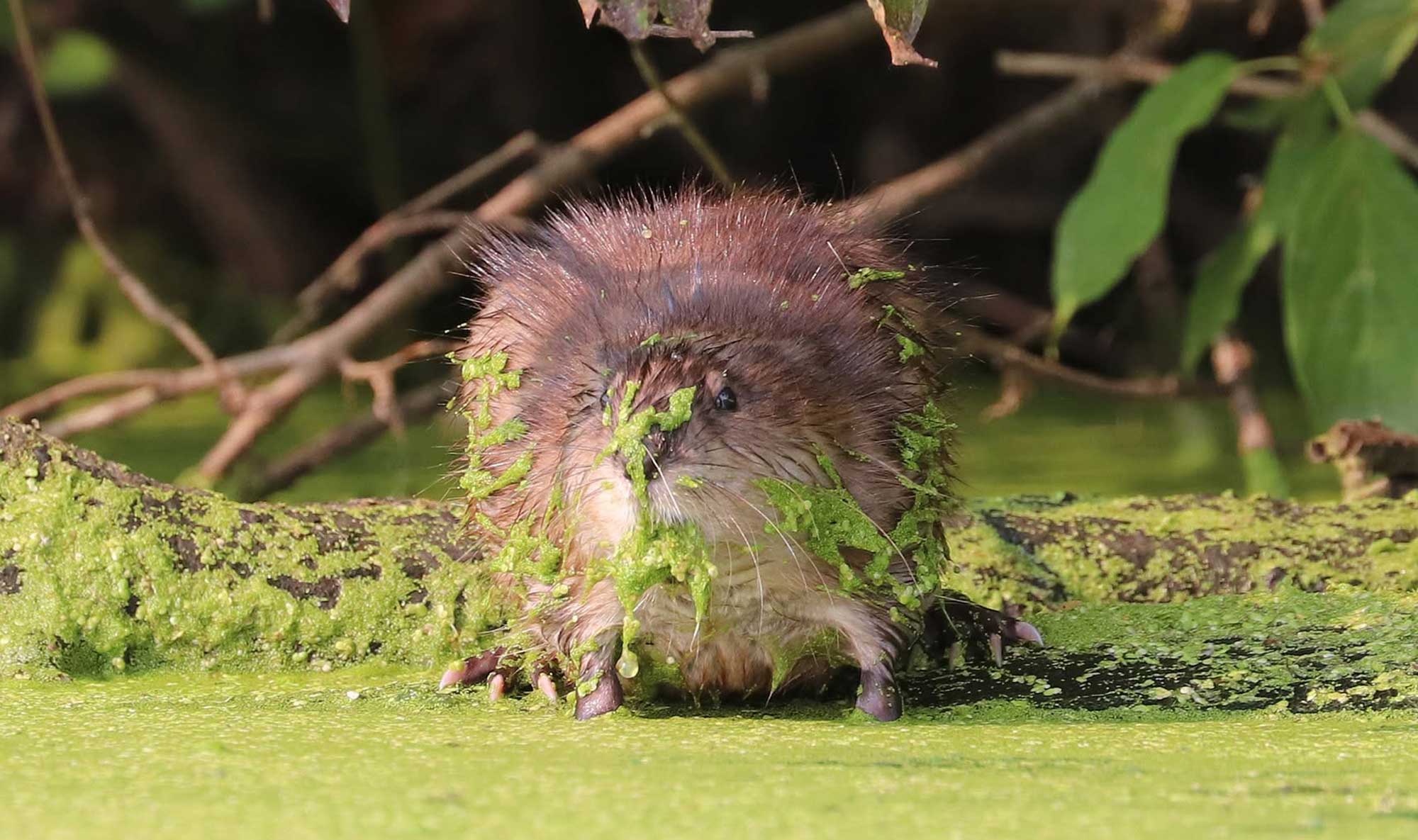 Muskrat sitting on a fallen tree in the water with duckweed on its fur.