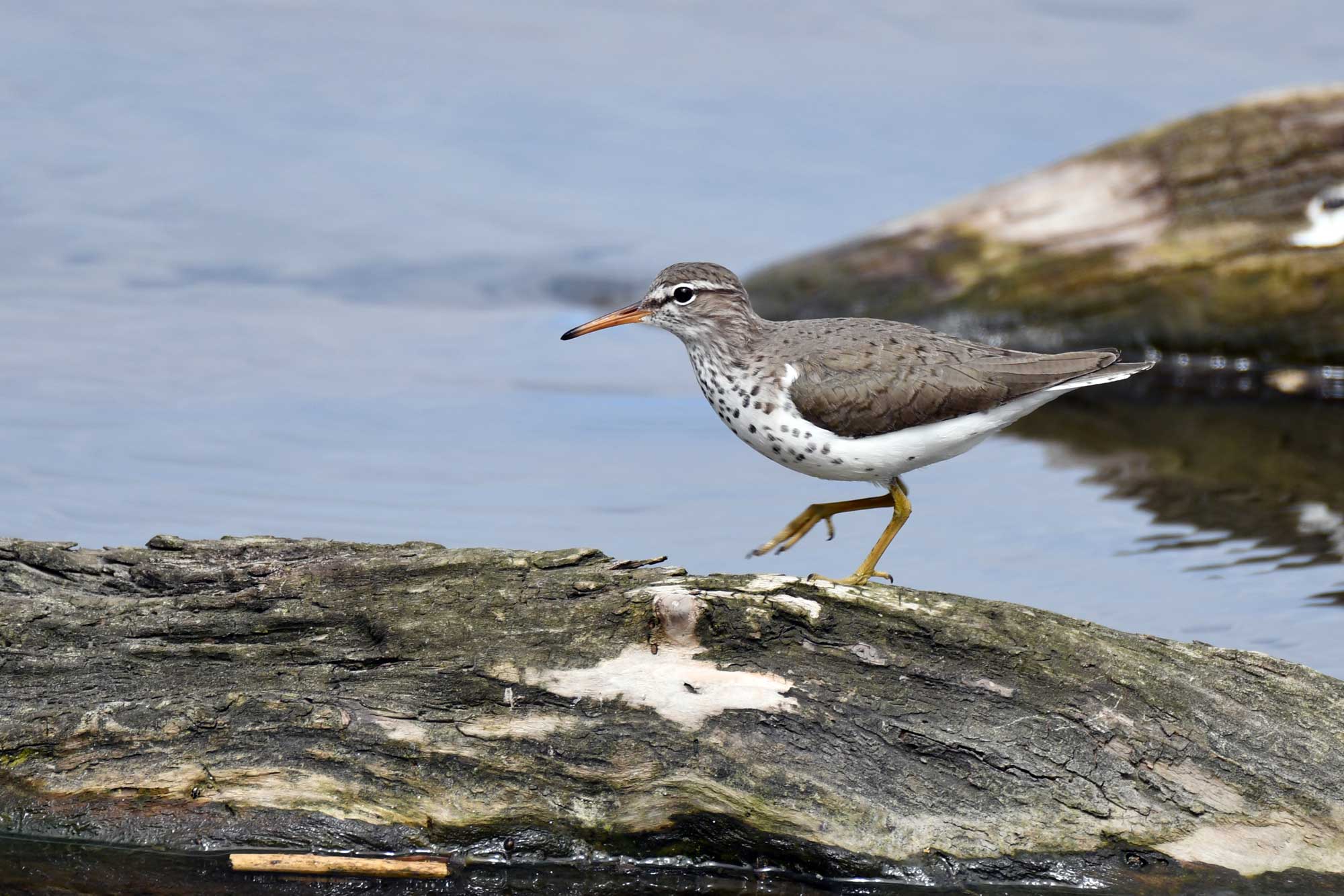 Spotted sandpiper walking on a fallen tree with water in the background.