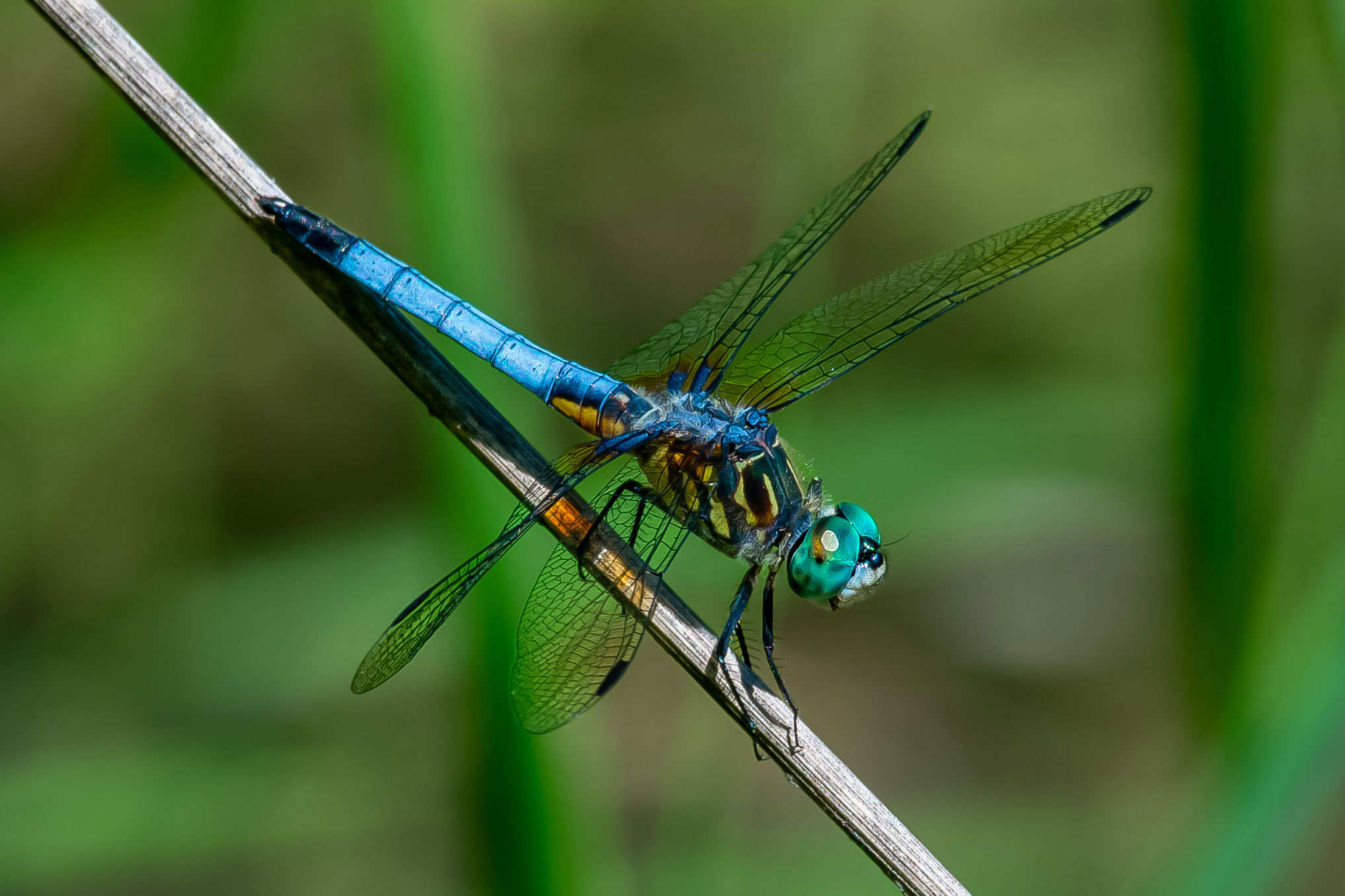 A blue dasher dragonfly, with its blue tail, clear wings, and bright blueish-green eyes perch on a stick.
