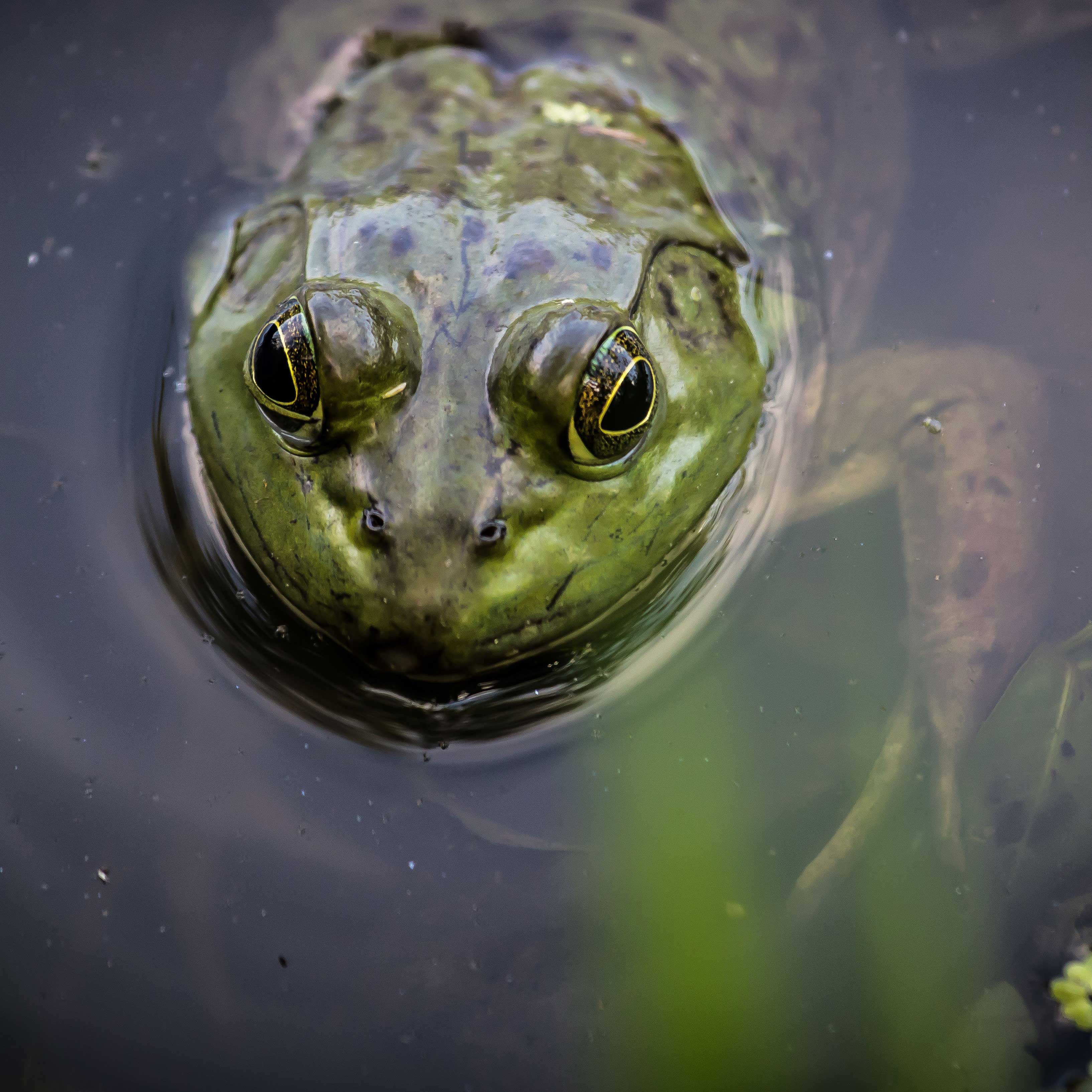 Dive into these spectacular facts about common animals