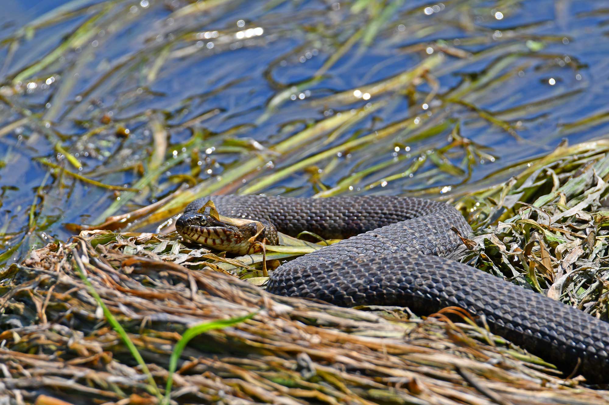 Northern water snake resting on top of vegetation with water in the background.