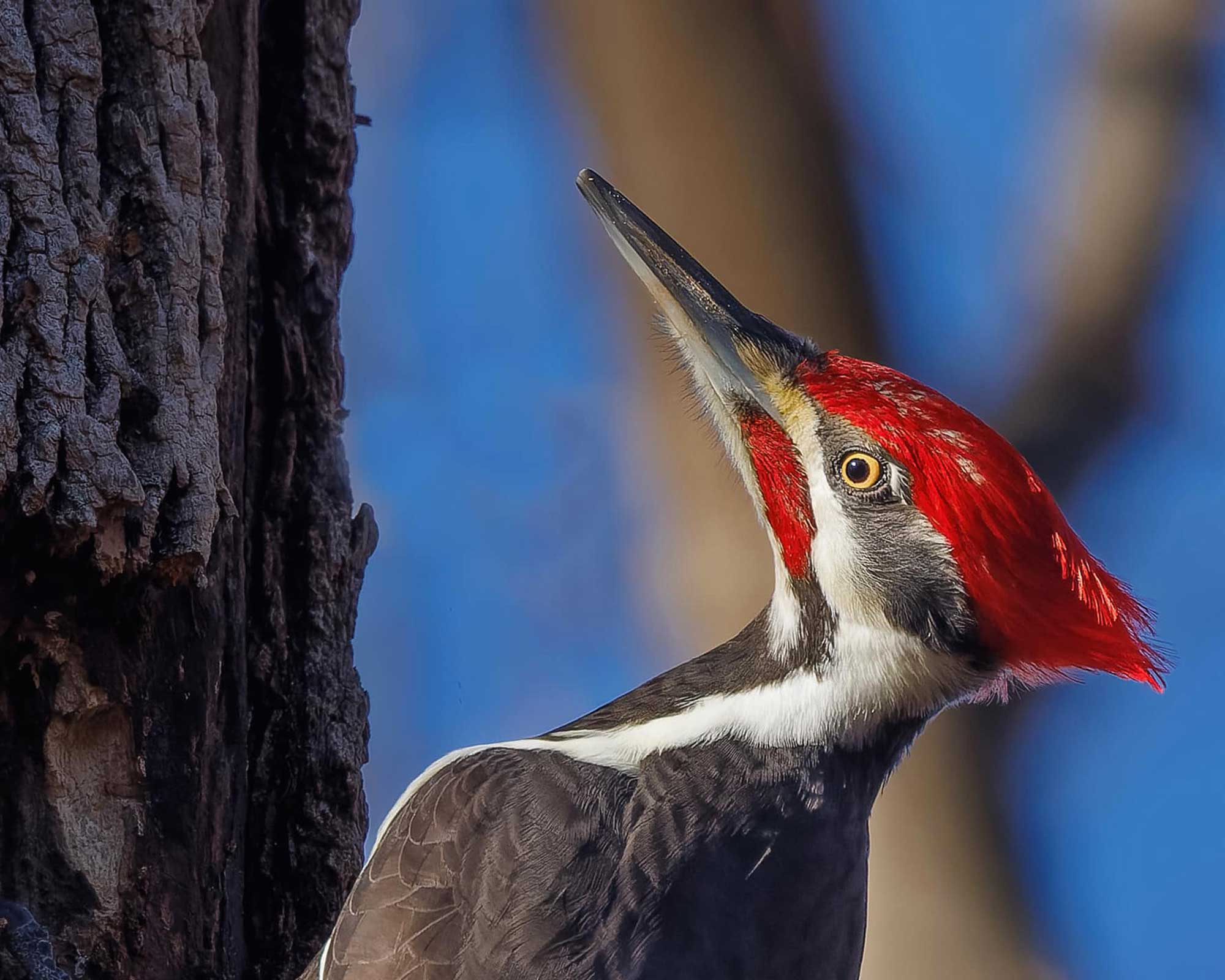 Close up of a pileated woodpecker with a tree in the background.