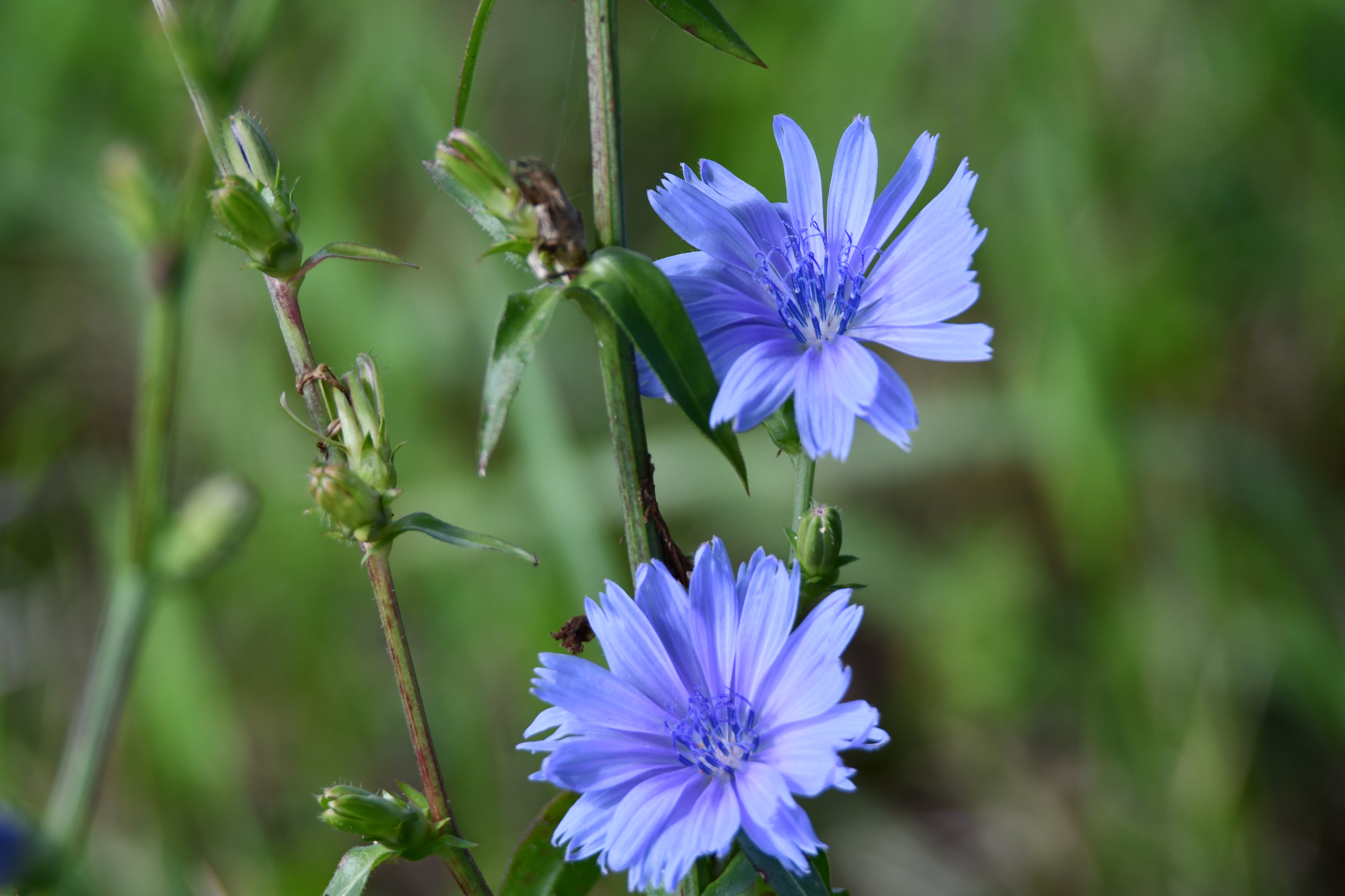 Chicory growing with blue flower petals and vegetation in the background.